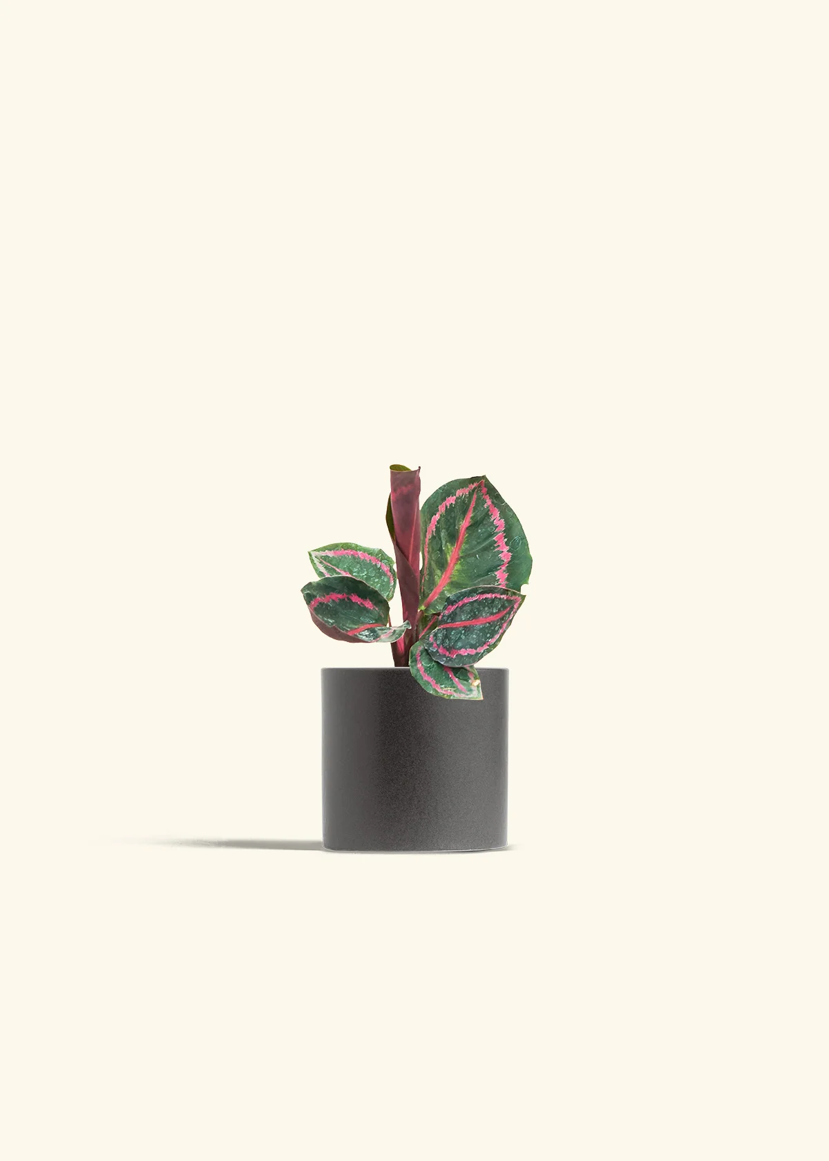 Calathea 'Dottie' - Image 6