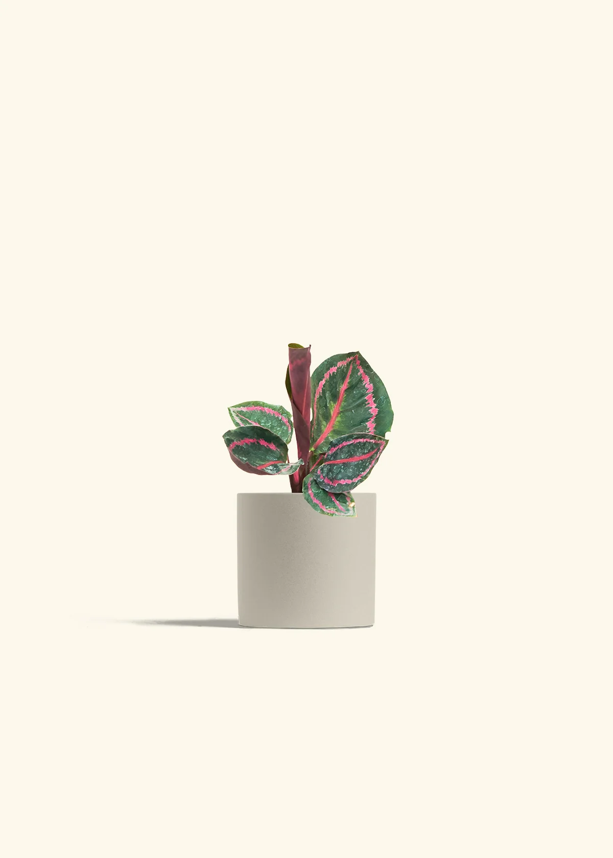 Calathea 'Dottie' - Image 7