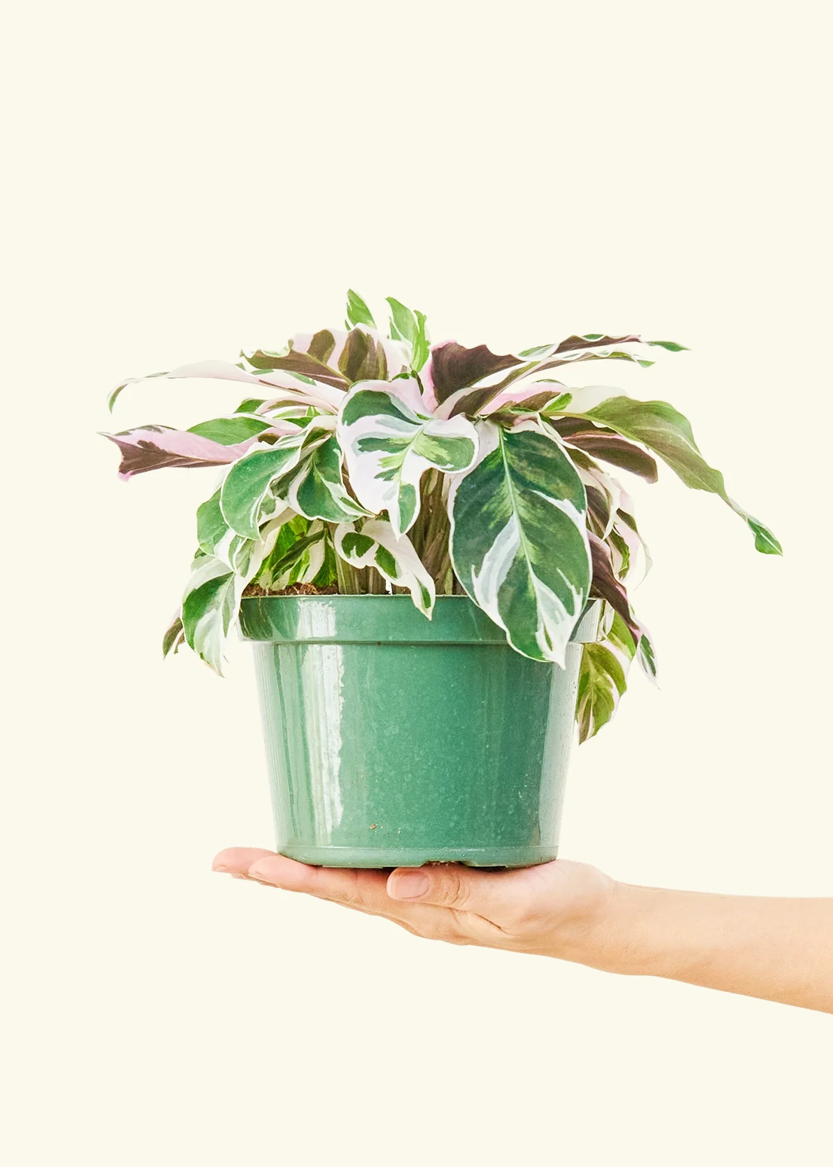 Calathea 'Fusion White' - Image 10