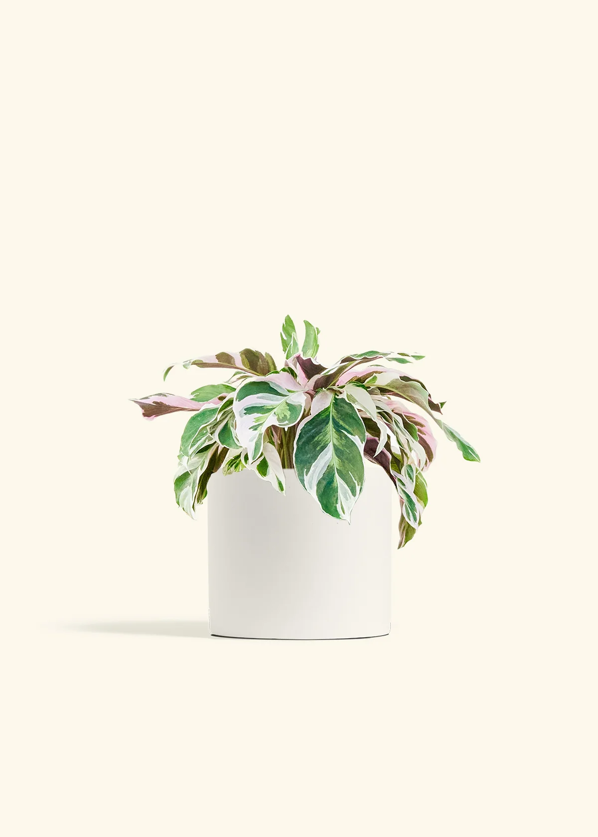 Calathea 'Fusion White' - Image 11