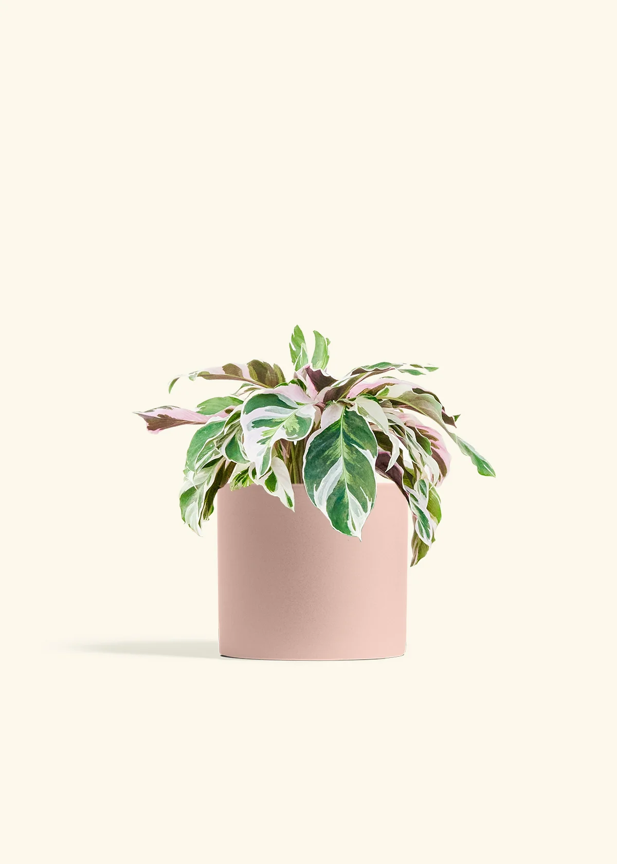 Calathea 'Fusion White' - Image 12