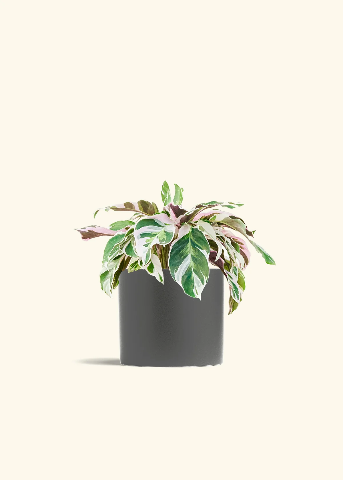 Calathea 'Fusion White' - Image 13
