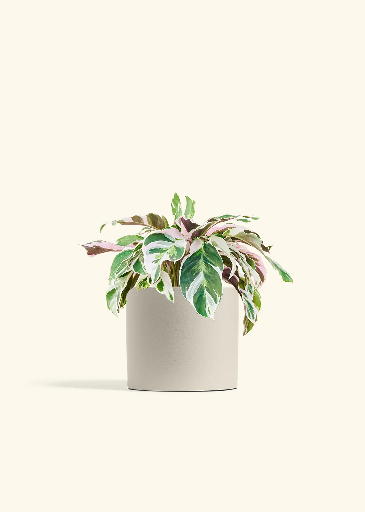 Calathea 'Fusion White' - Image 14