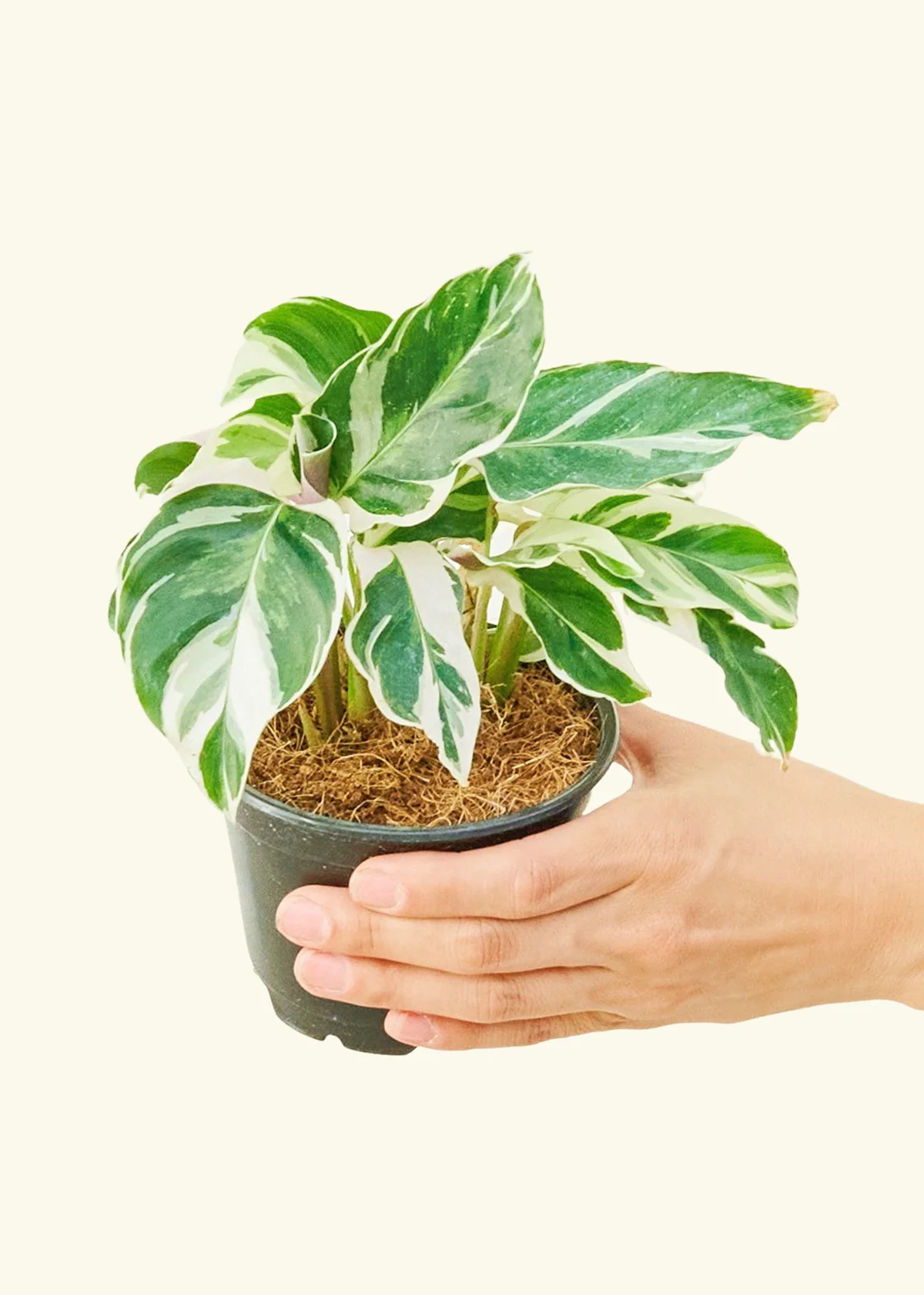 Calathea 'Fusion White' - Image 3