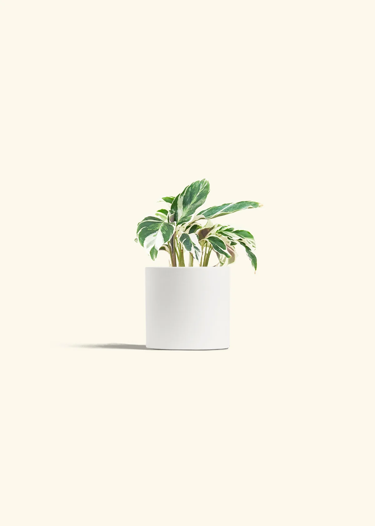Calathea 'Fusion White' - Image 4