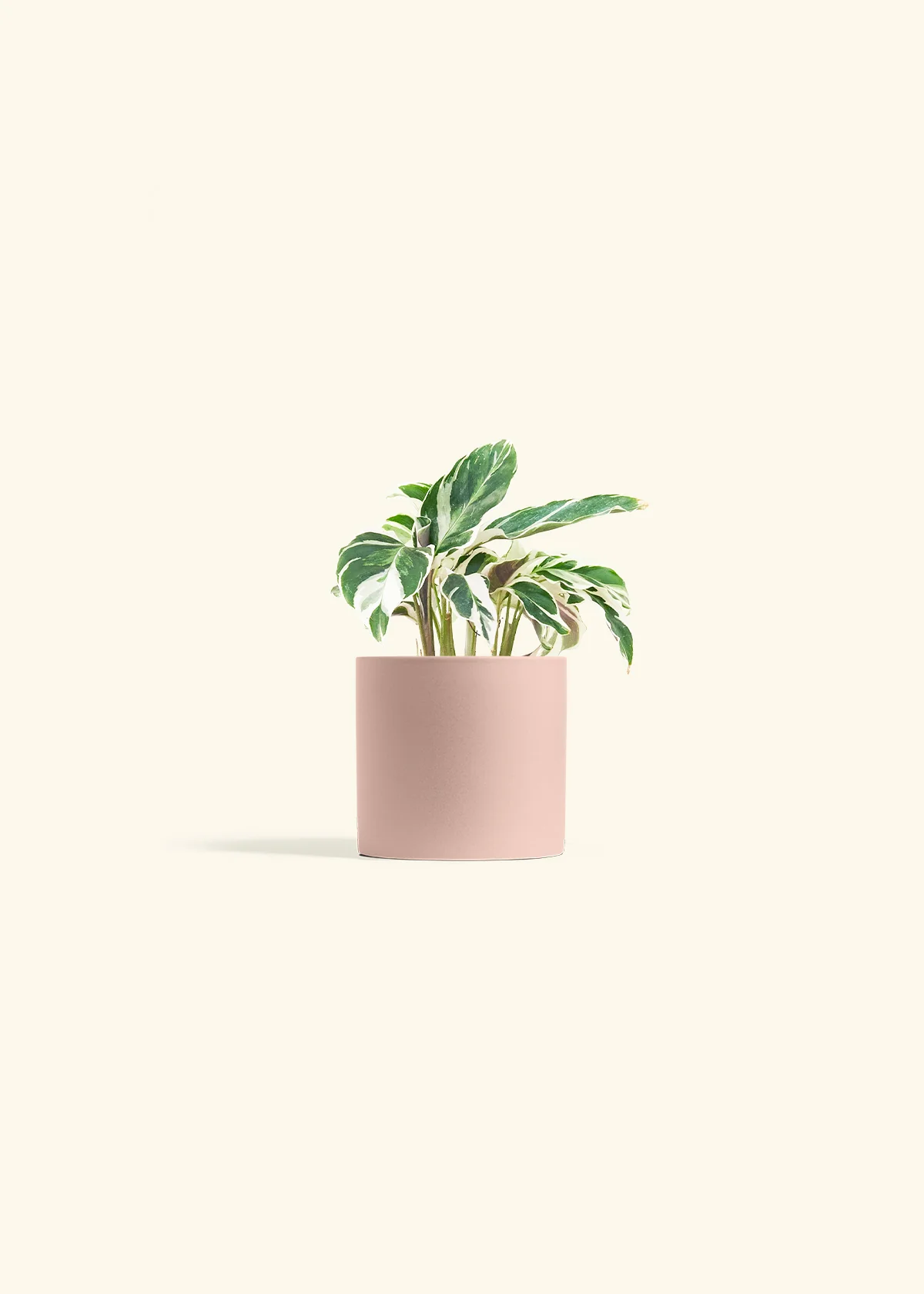 Calathea 'Fusion White' - Image 5