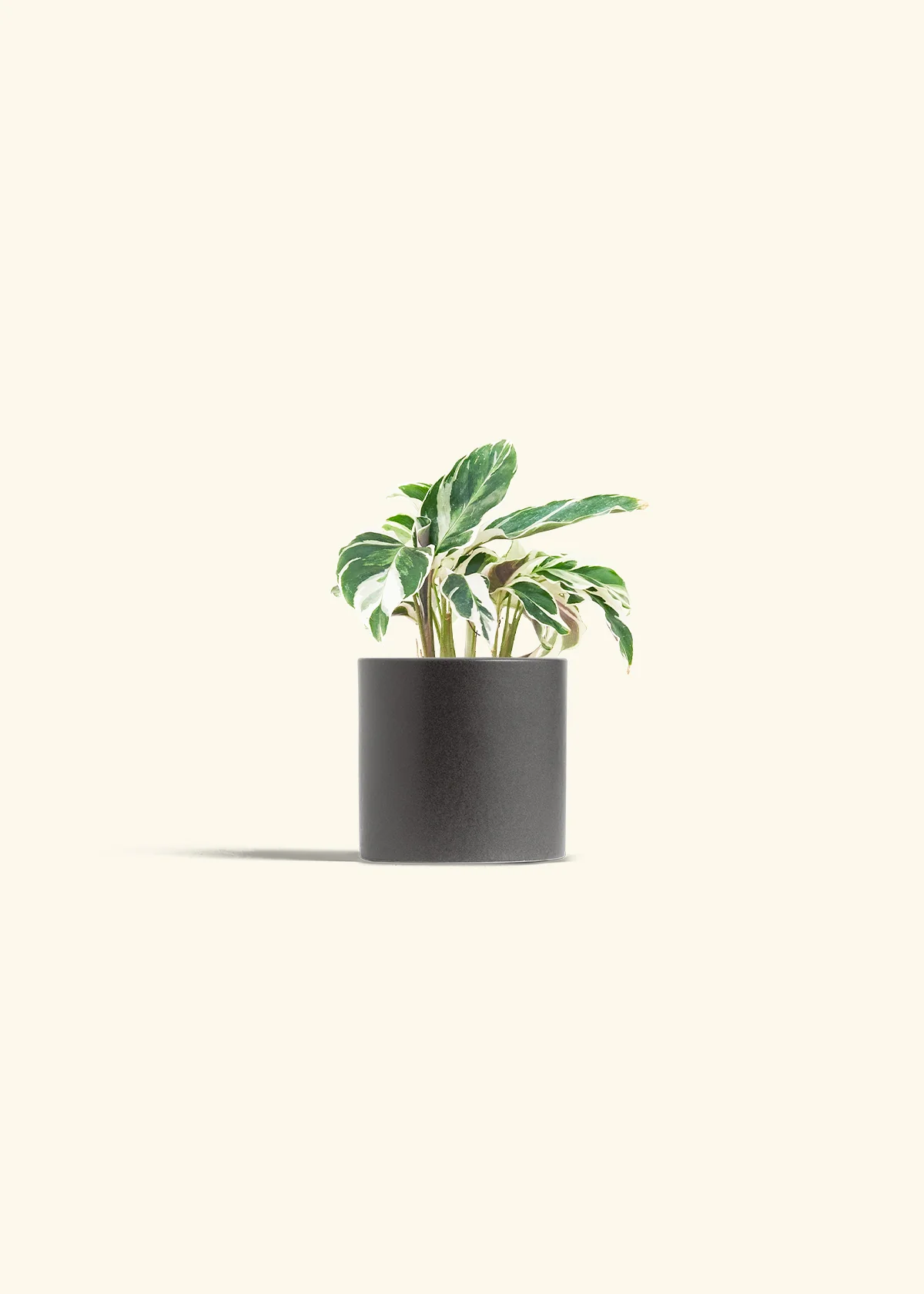 Calathea 'Fusion White' - Image 6