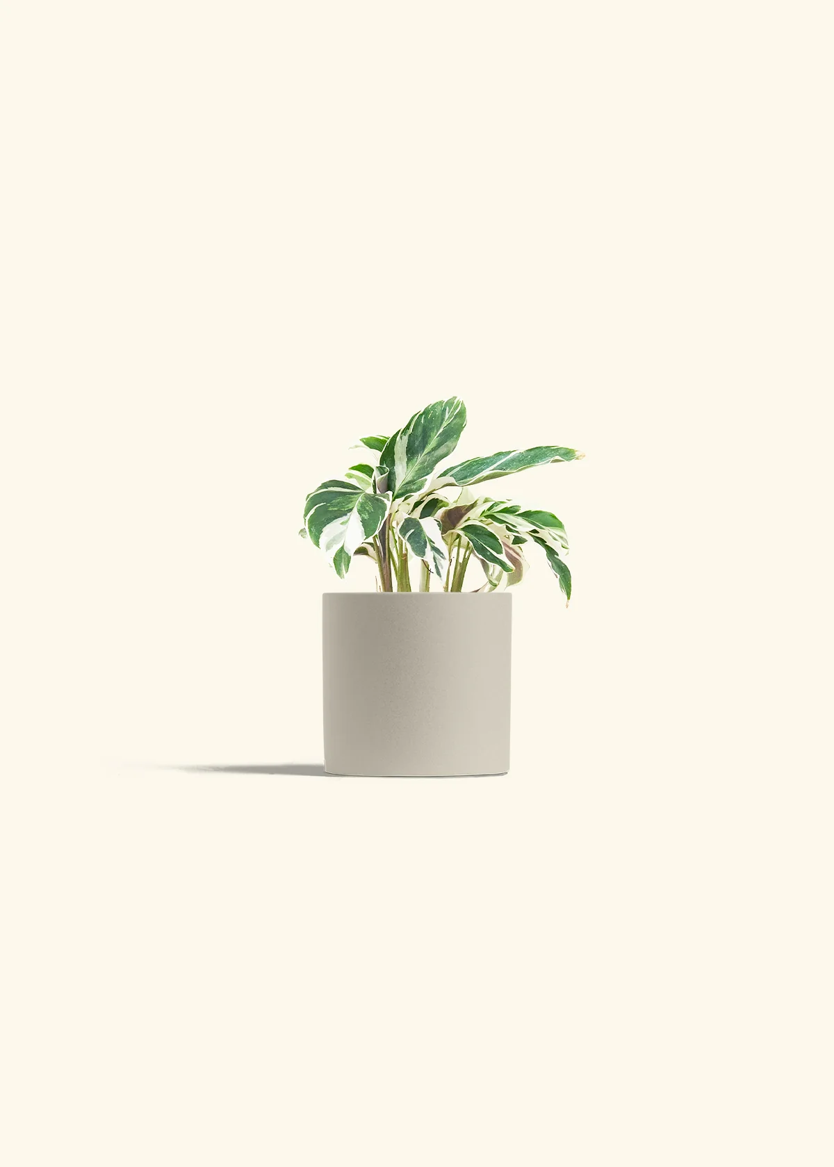 Calathea 'Fusion White' - Image 7