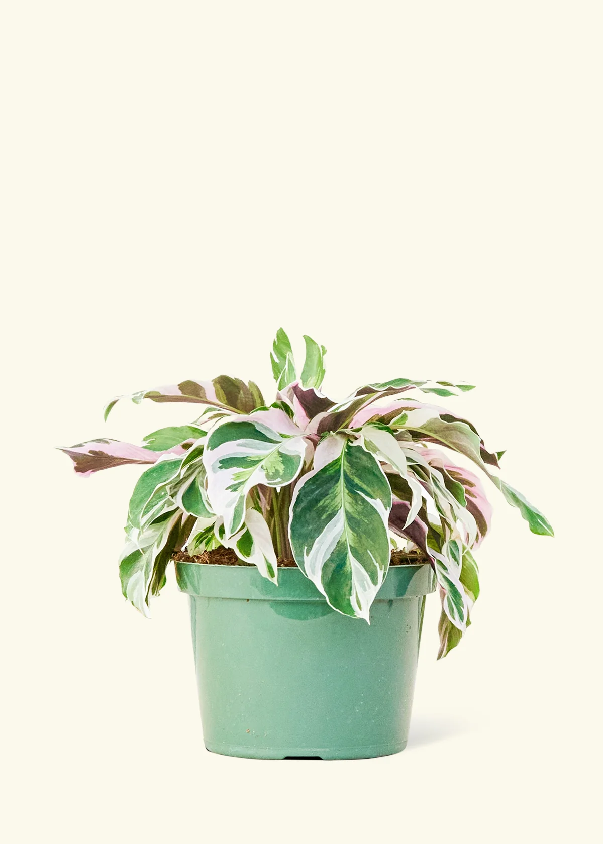 Calathea 'Fusion White' - Image 8