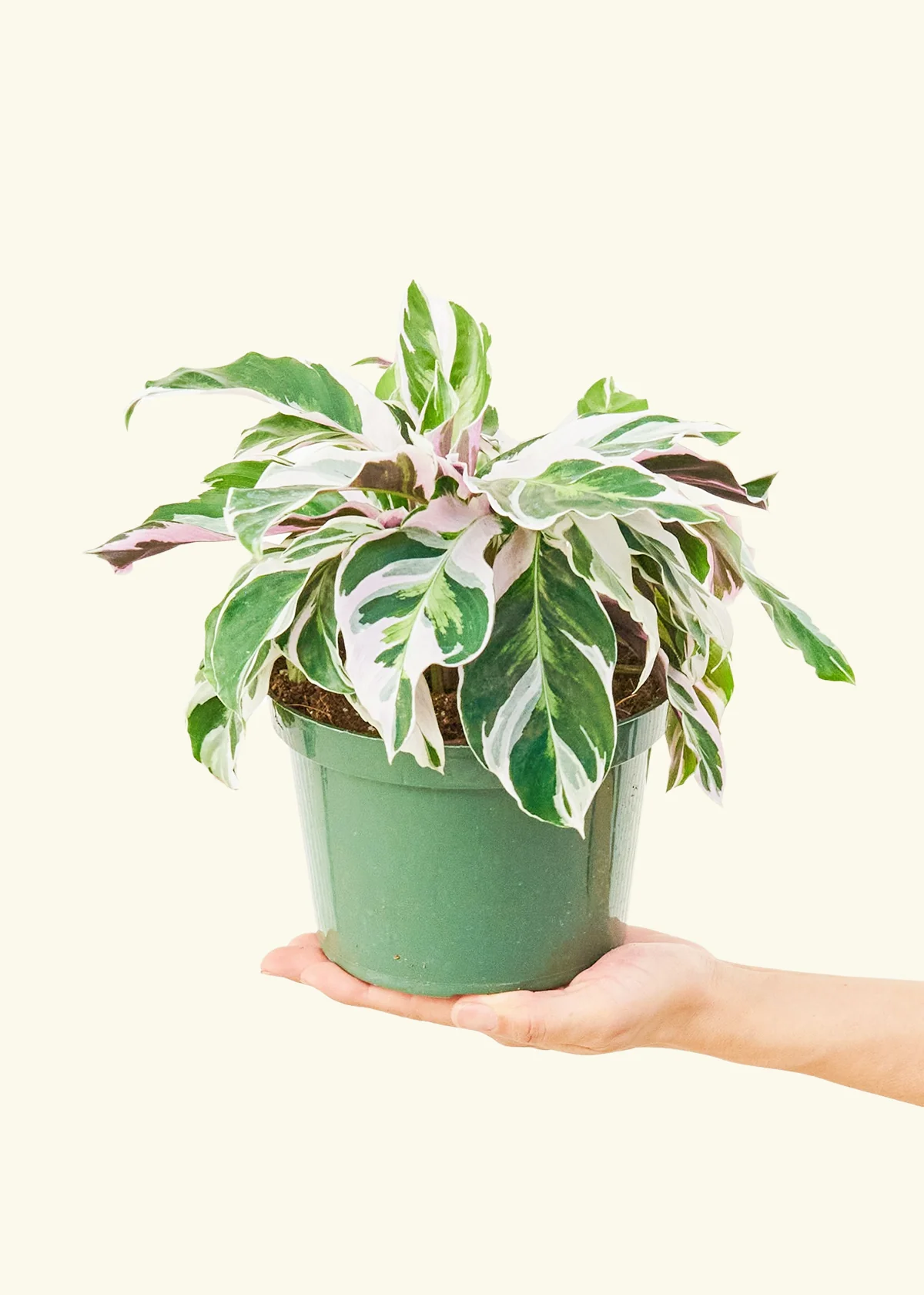 Calathea 'Fusion White' - Image 9