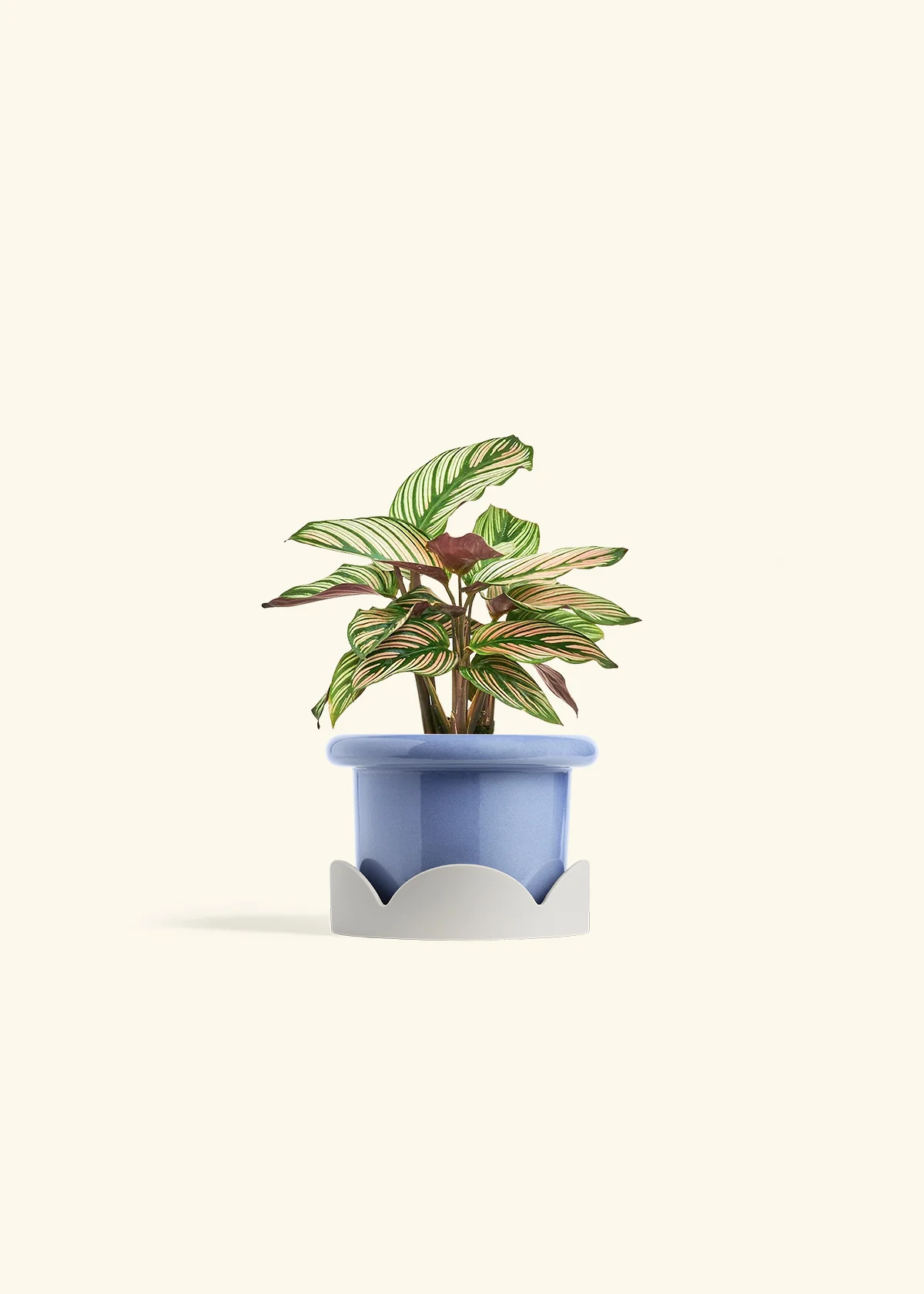 Calathea 'White Star' - Image 10