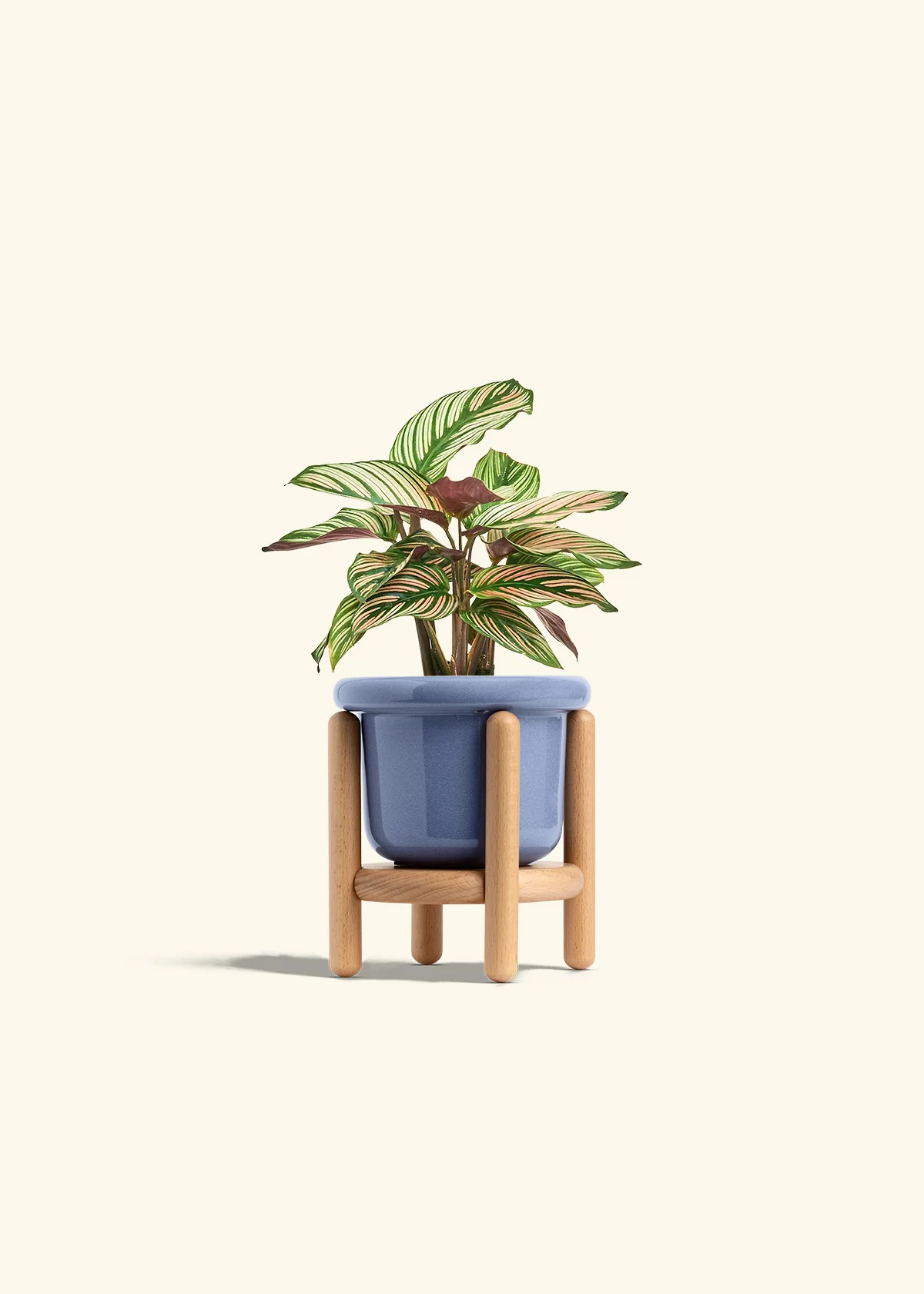 Calathea 'White Star' - Image 11