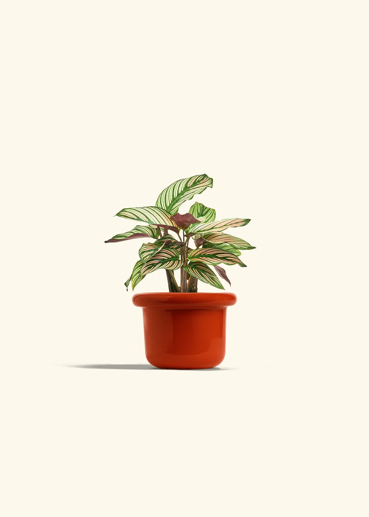 Calathea 'White Star' - Image 12