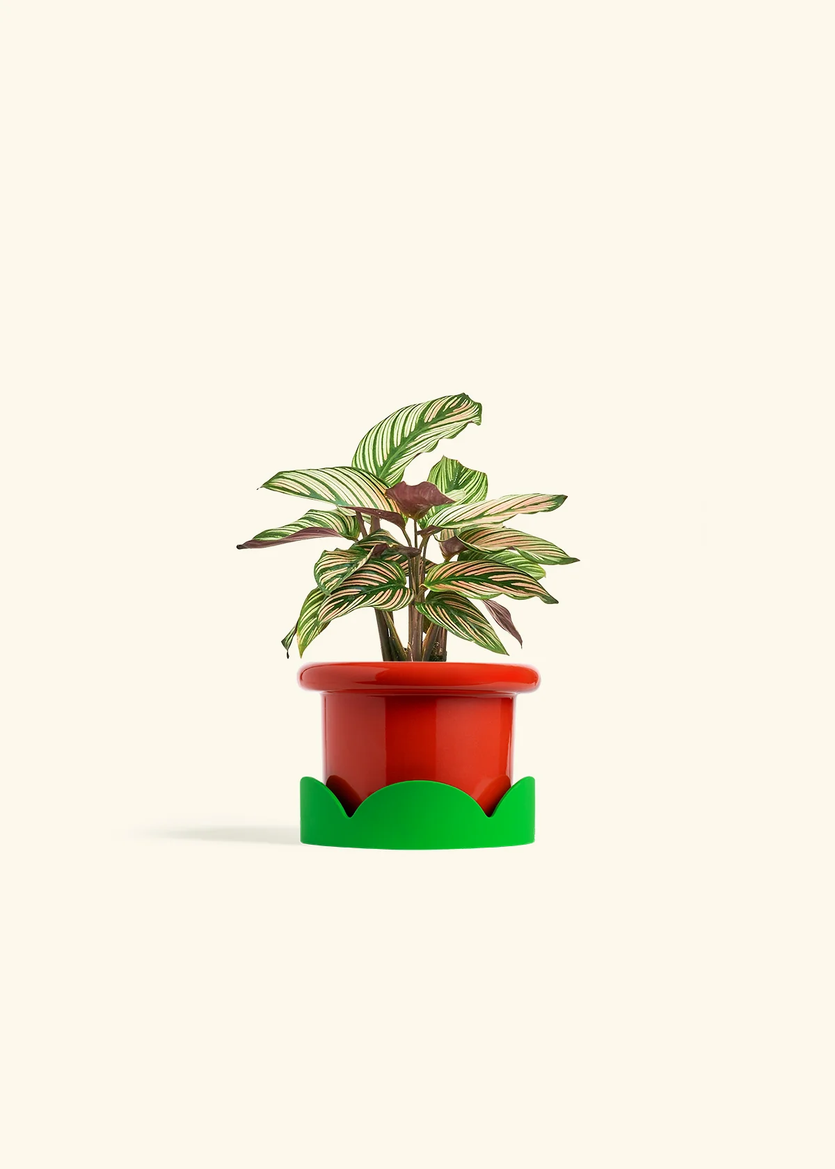 Calathea 'White Star' - Image 13