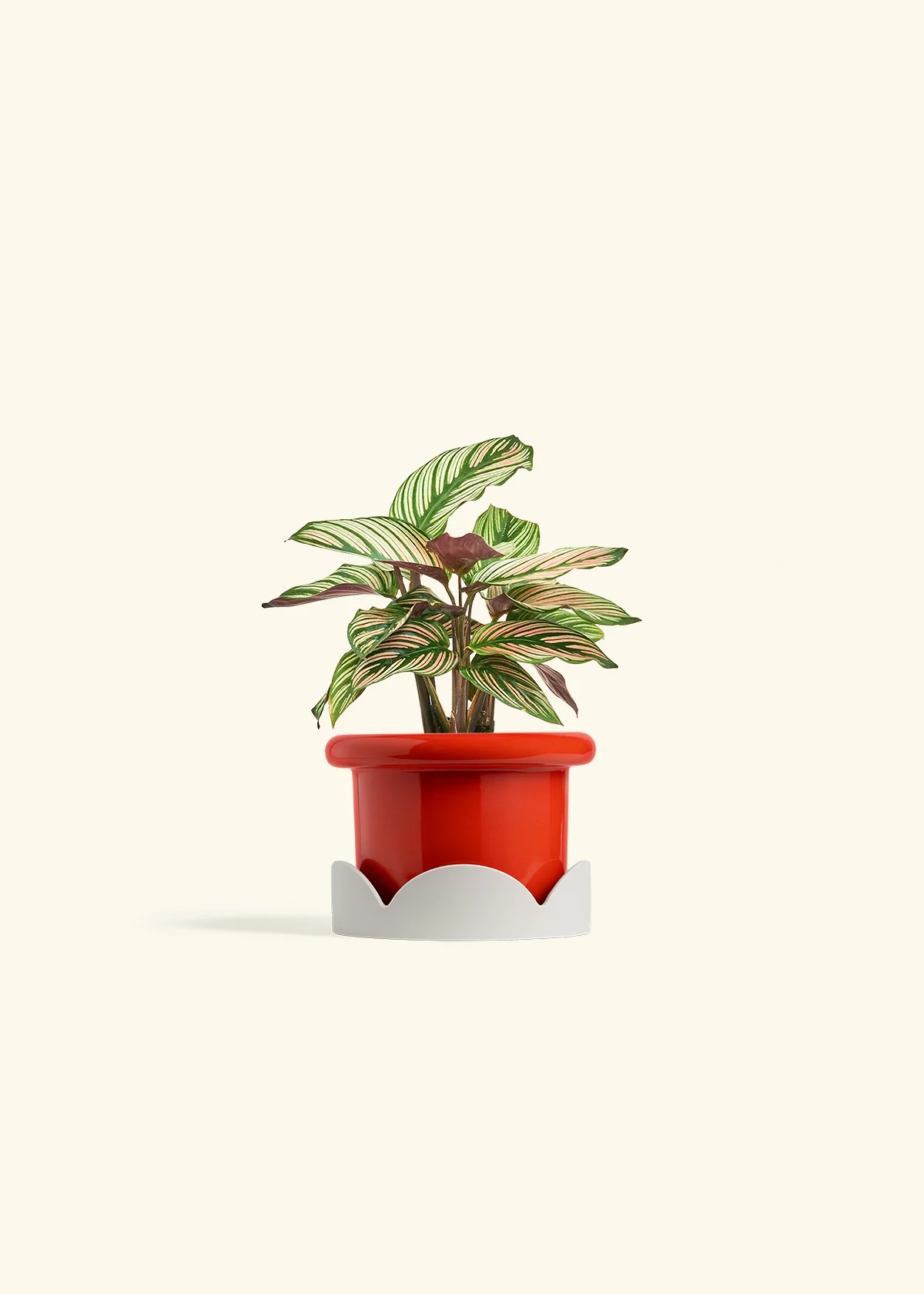 Calathea 'White Star' - Image 14