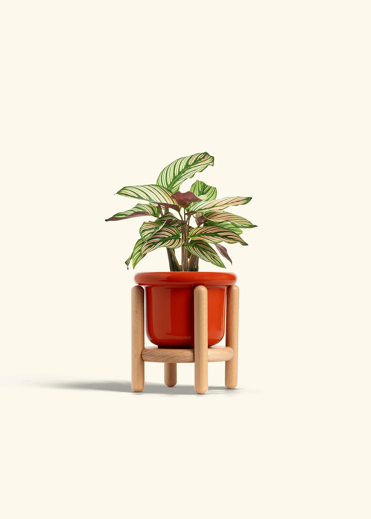 Calathea 'White Star' - Image 15
