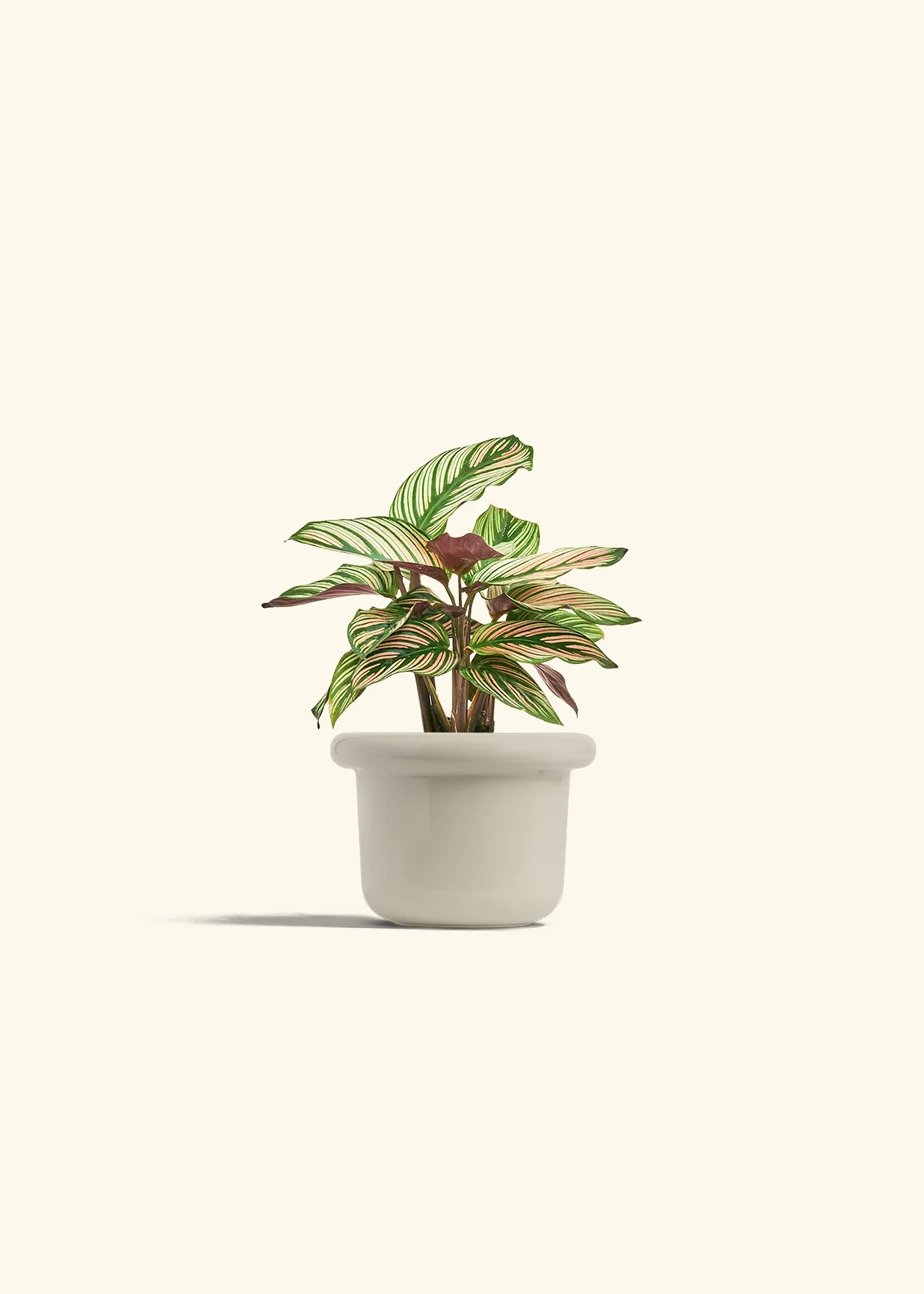 Calathea 'White Star' - Image 16