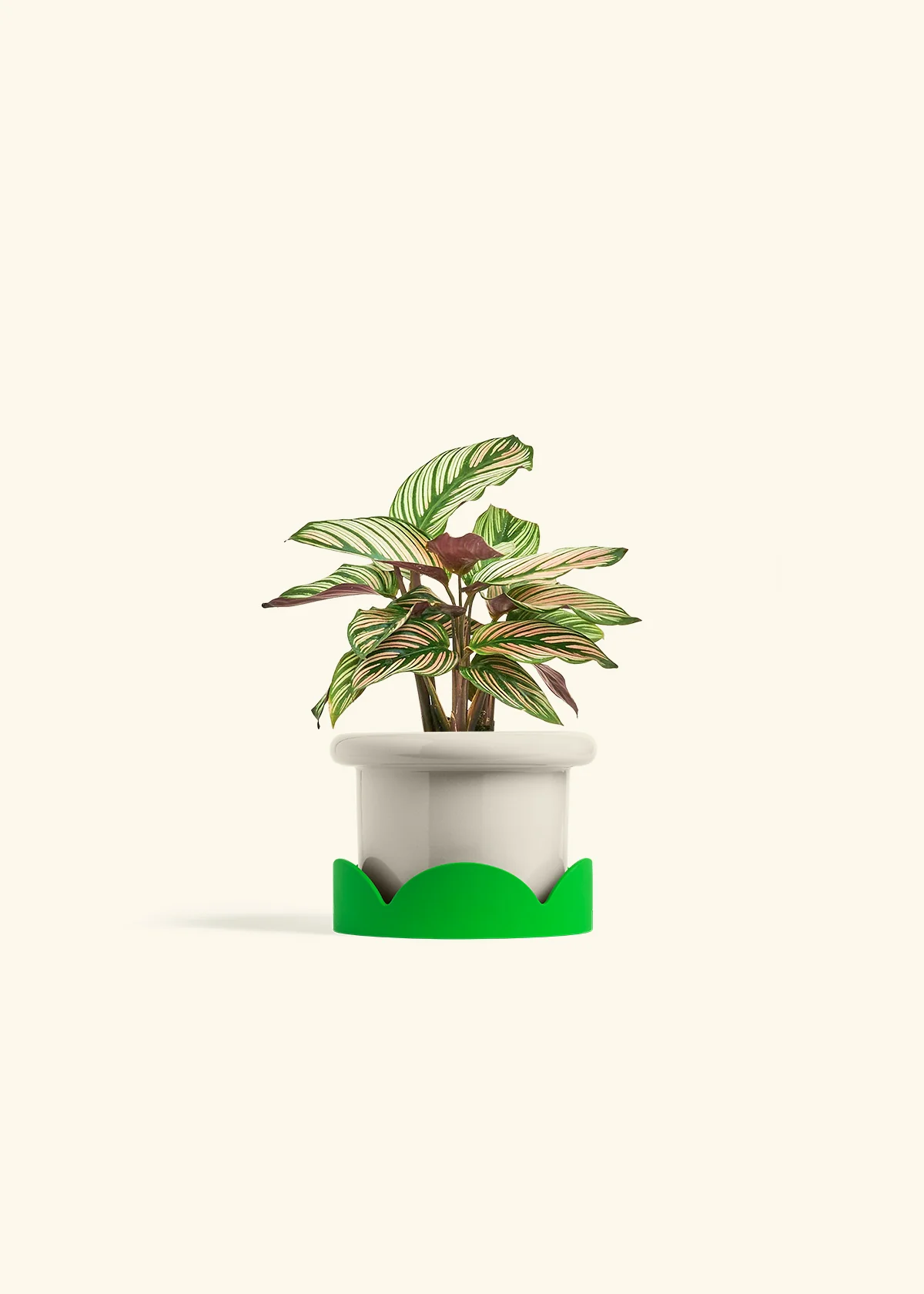 Calathea 'White Star' - Image 17