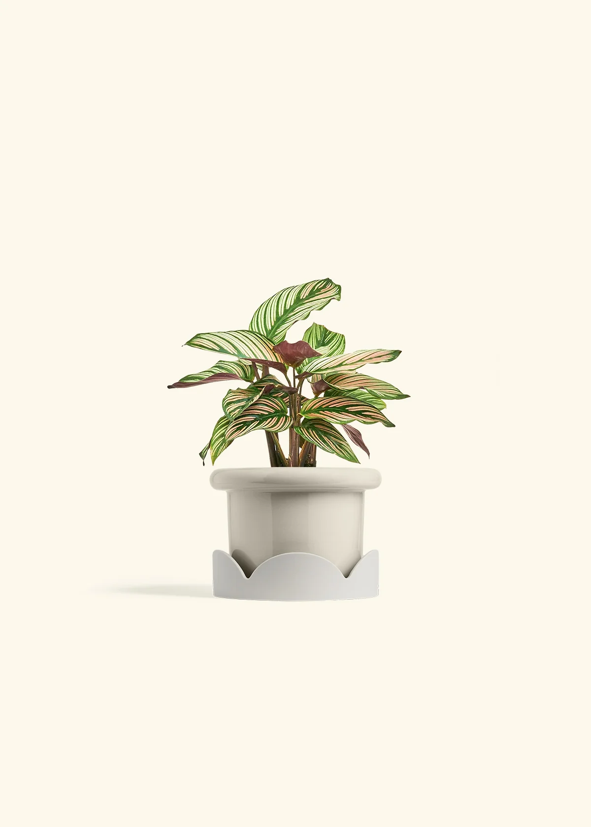 Calathea 'White Star' - Image 18