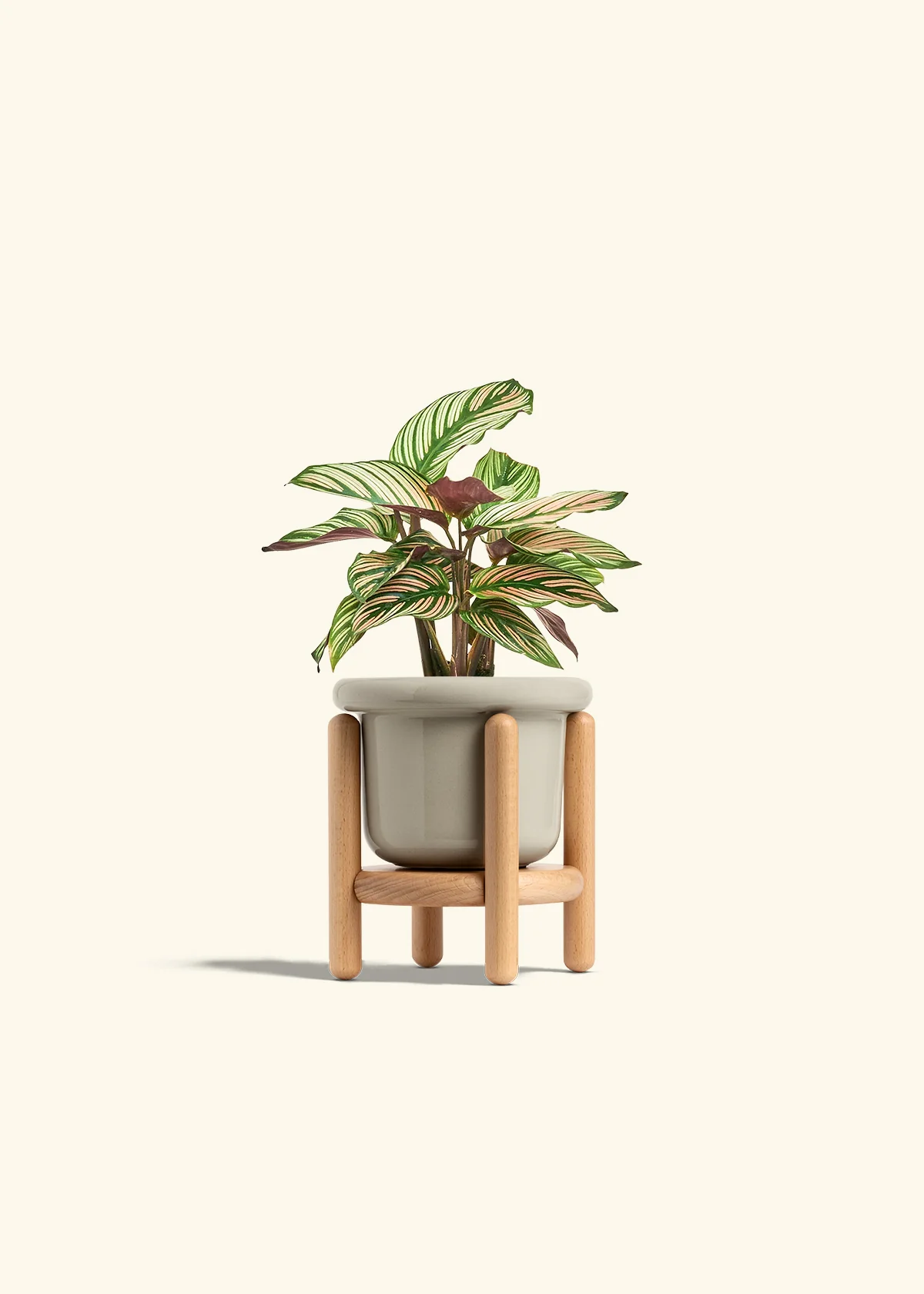 Calathea 'White Star' - Image 19