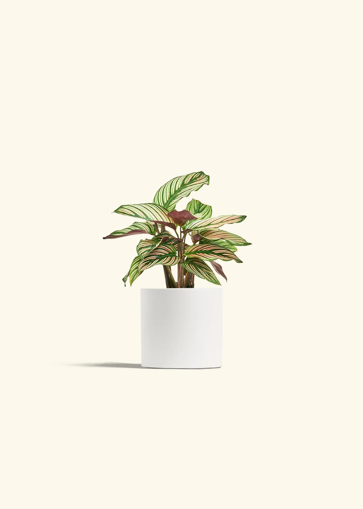 Calathea 'White Star' - Image 20