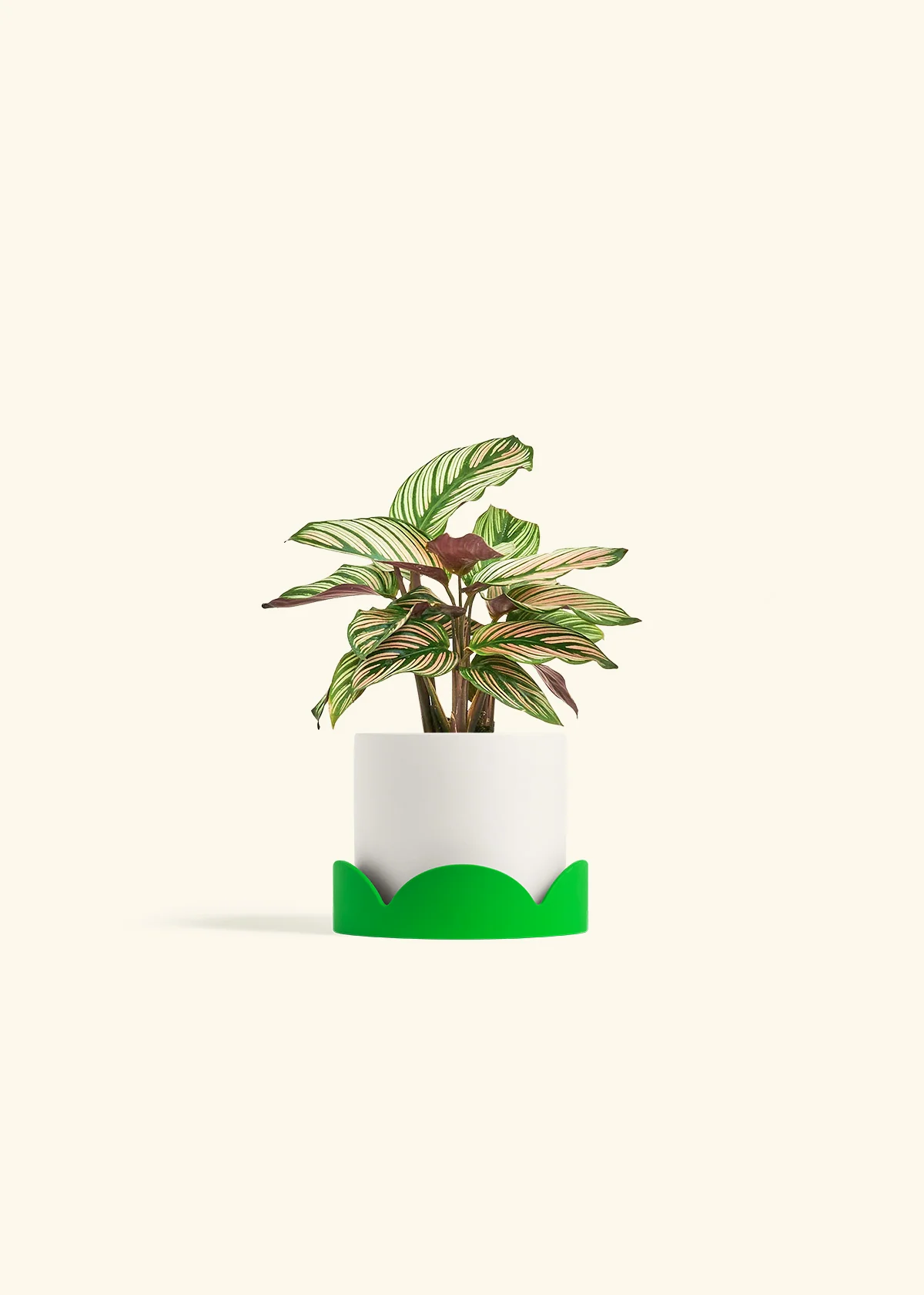 Calathea 'White Star' - Image 21