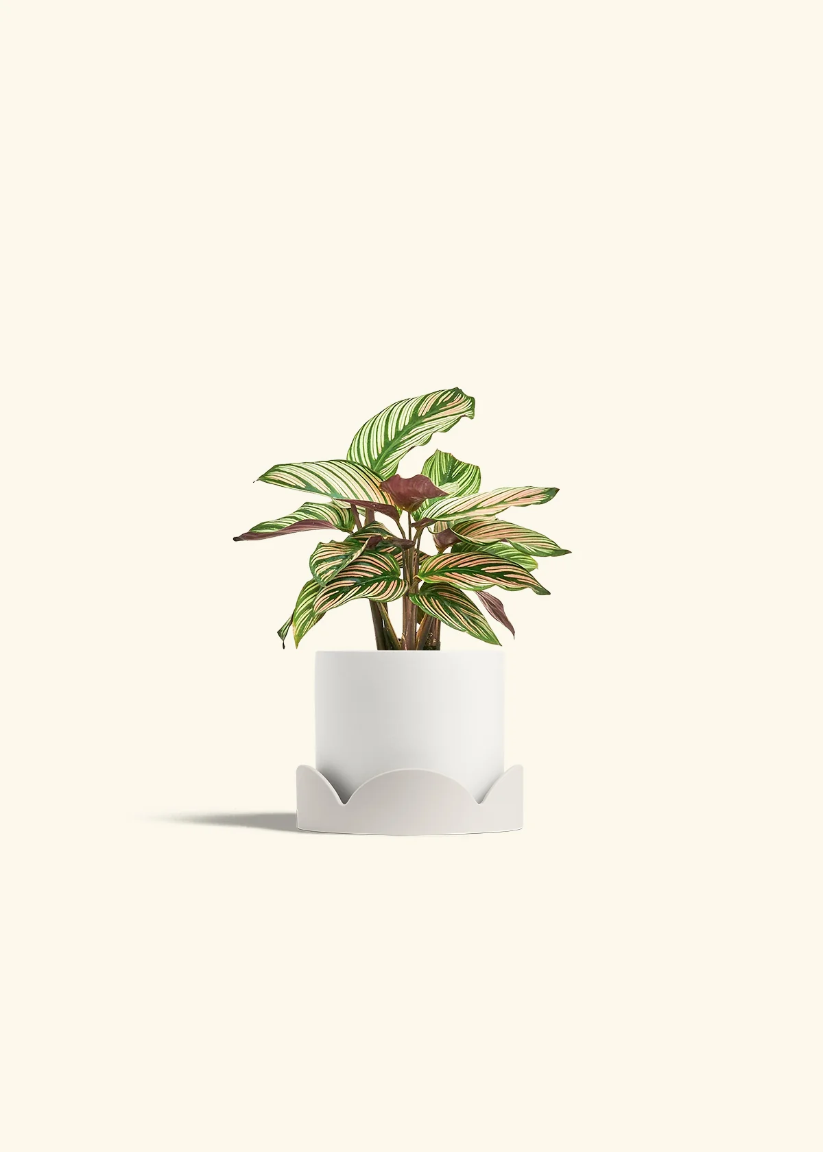 Calathea 'White Star' - Image 22
