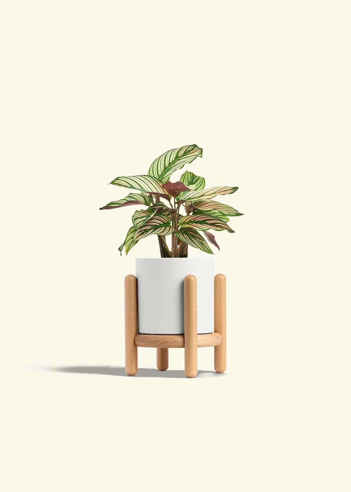 Calathea 'White Star' - Image 23