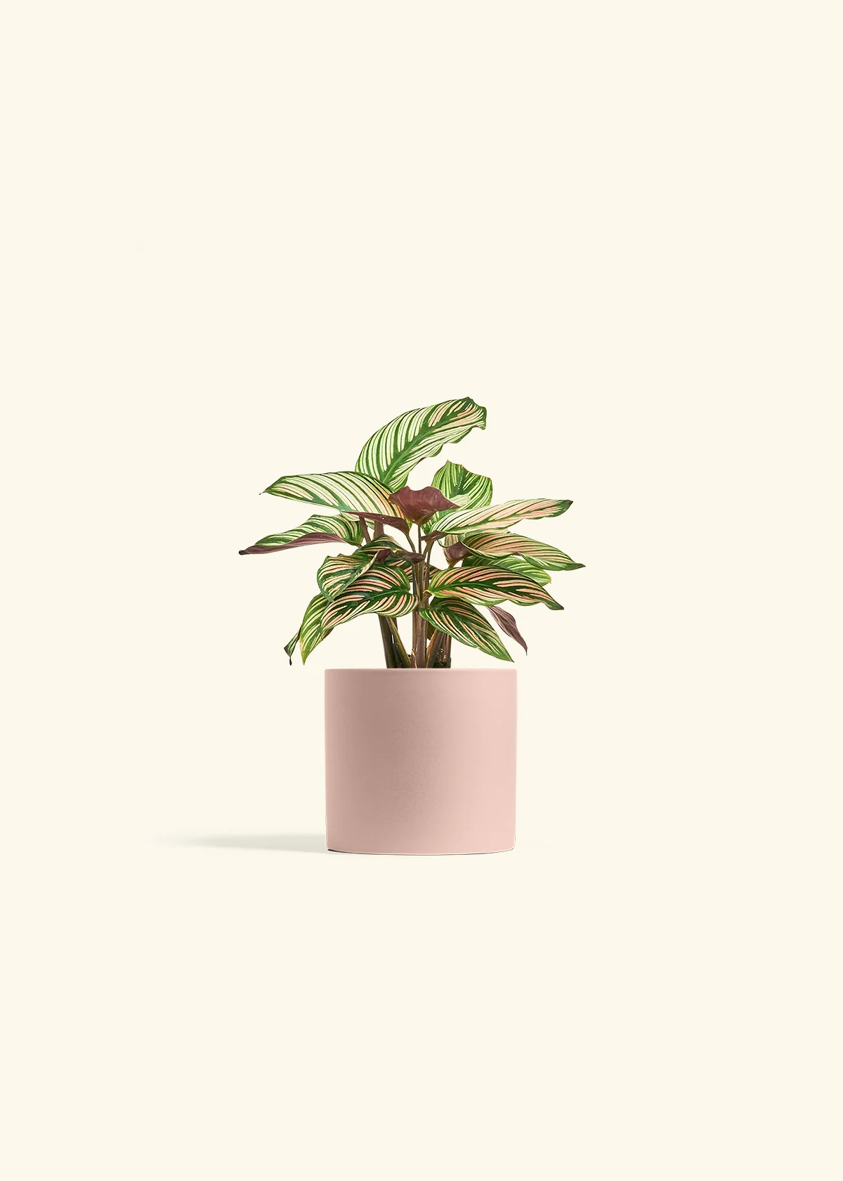 Calathea 'White Star' - Image 24