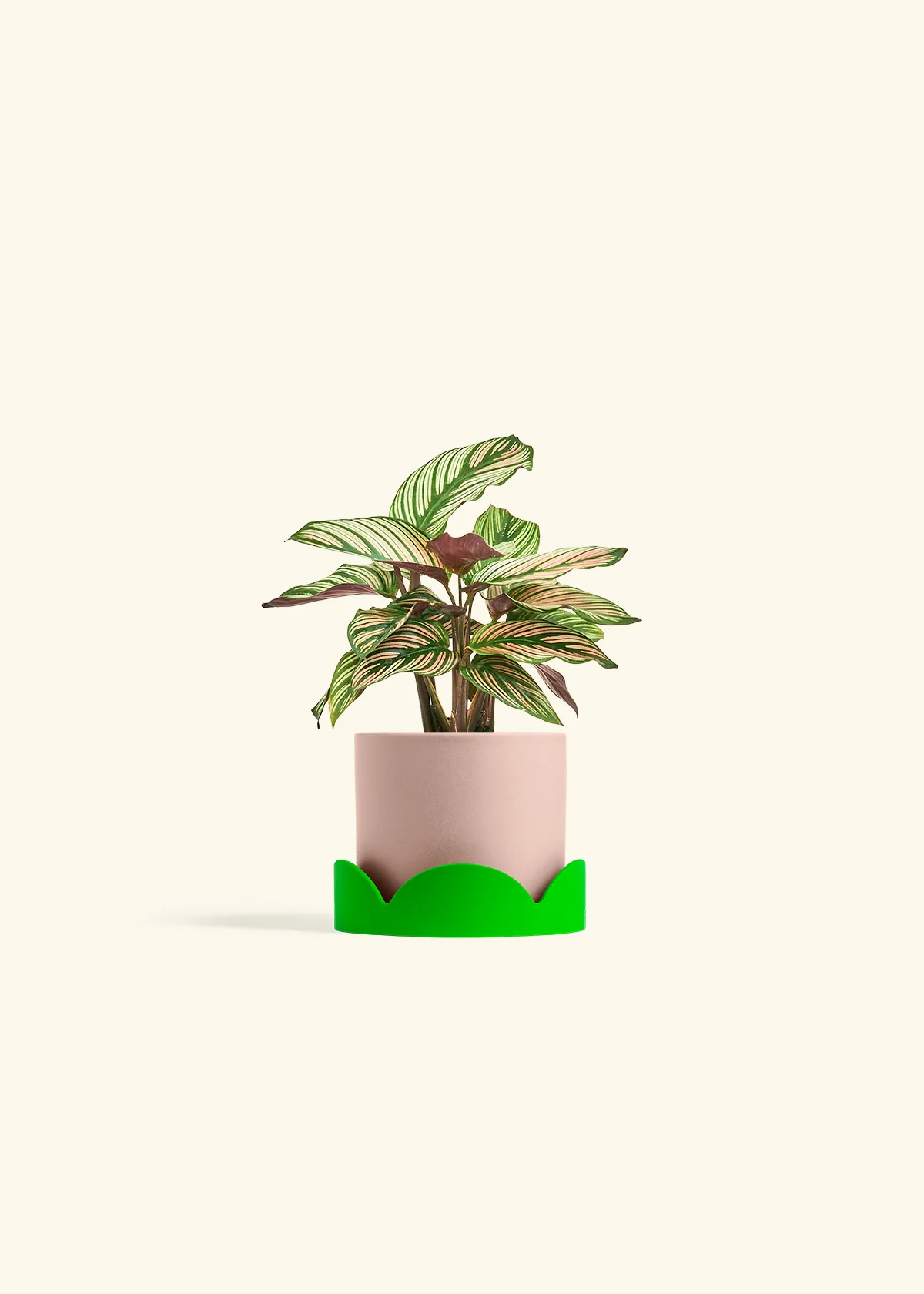 Calathea 'White Star' - Image 25