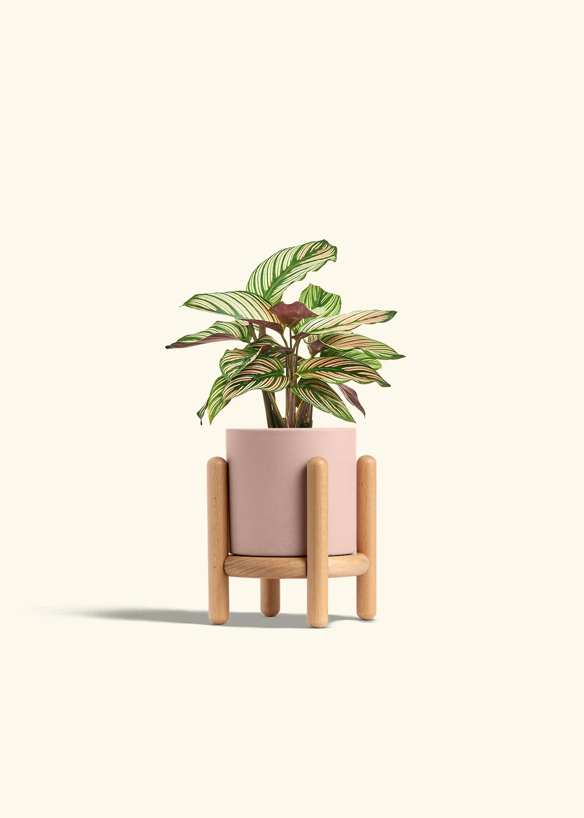 Calathea 'White Star' - Image 27