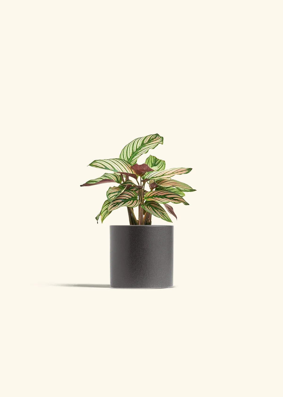 Calathea 'White Star' - Image 28
