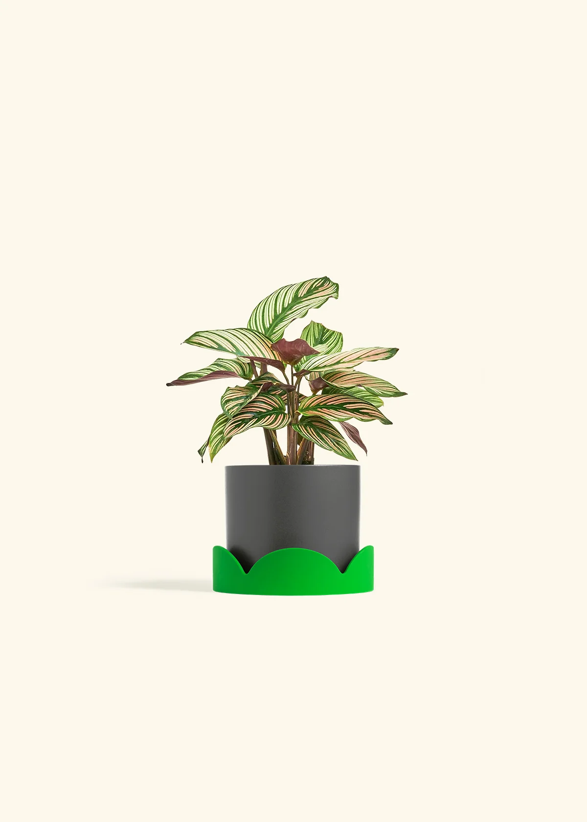 Calathea 'White Star' - Image 29