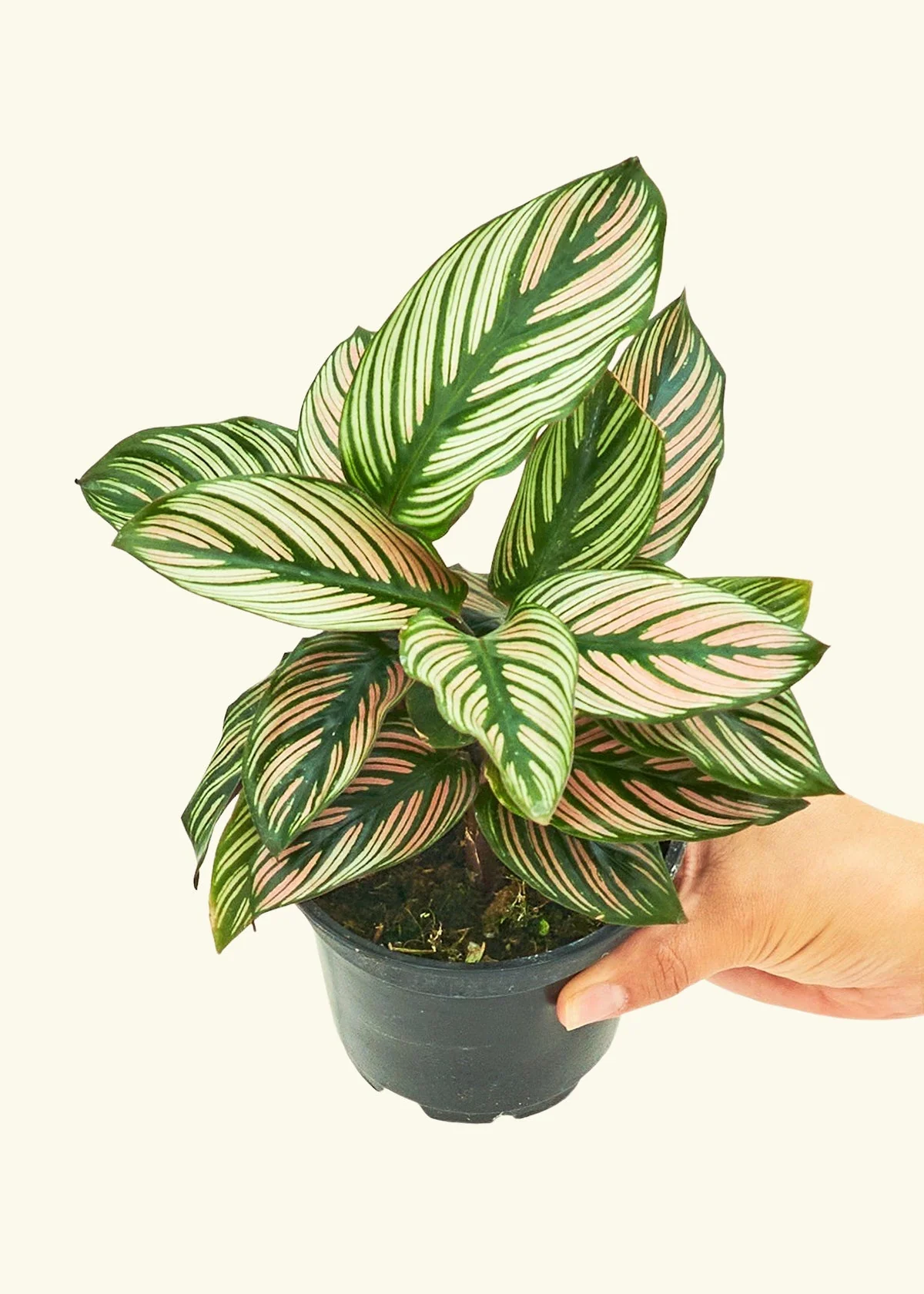 Calathea 'White Star' - Image 3
