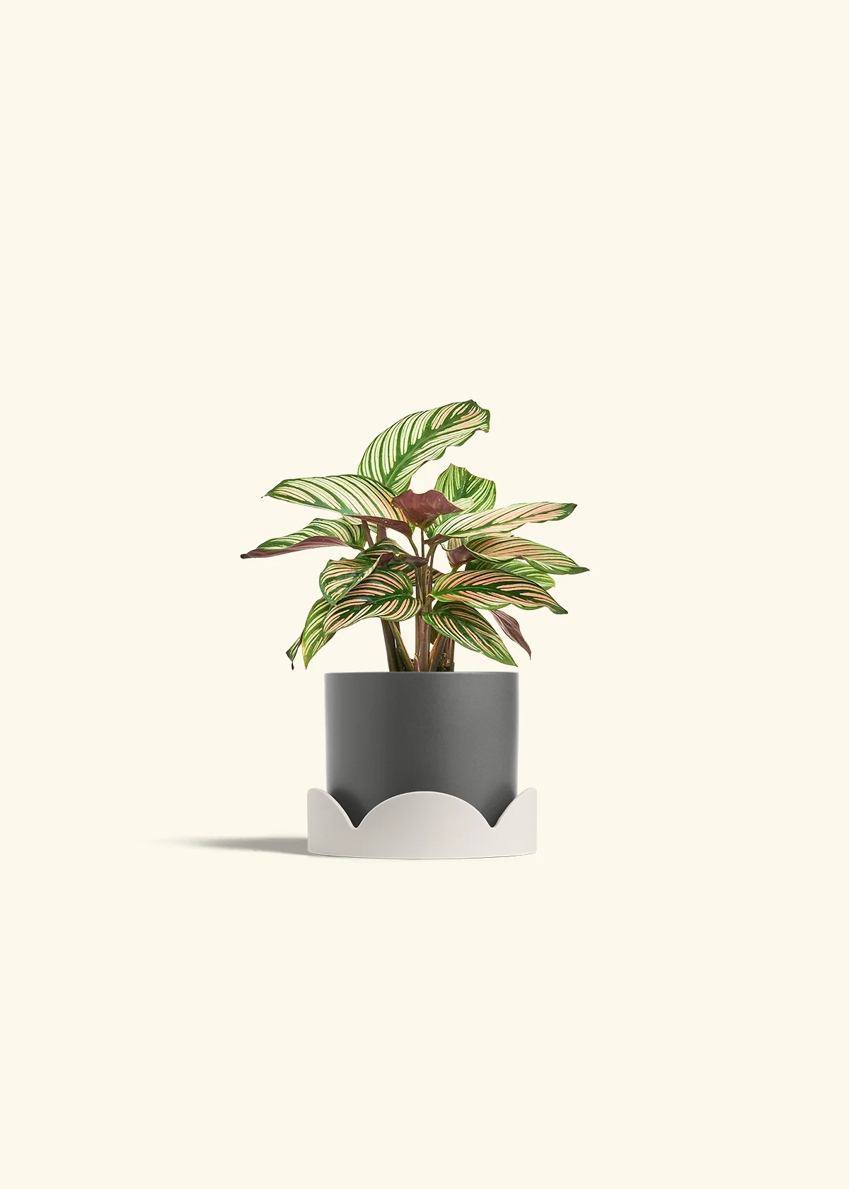 Calathea 'White Star' - Image 30