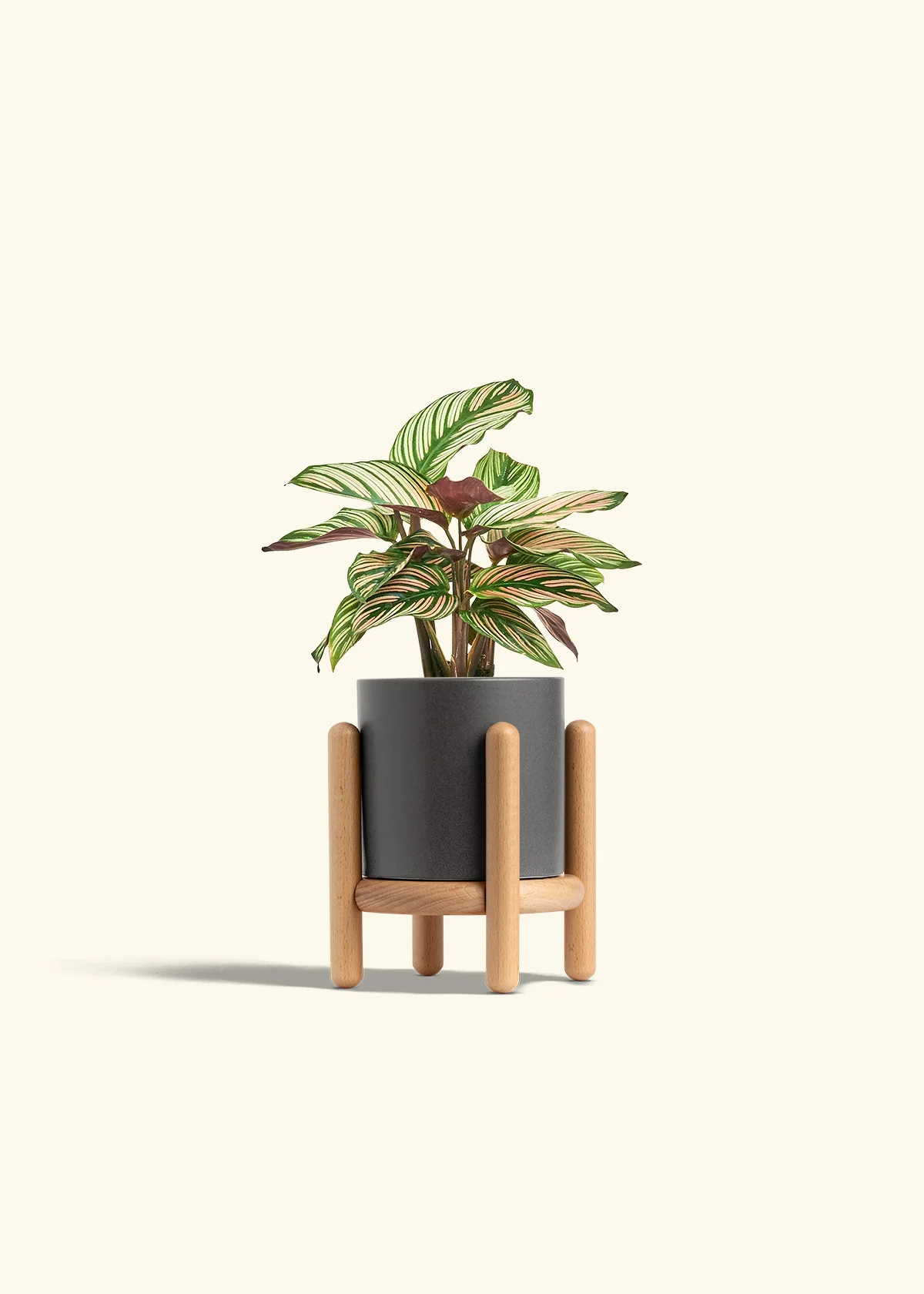 Calathea 'White Star' - Image 31