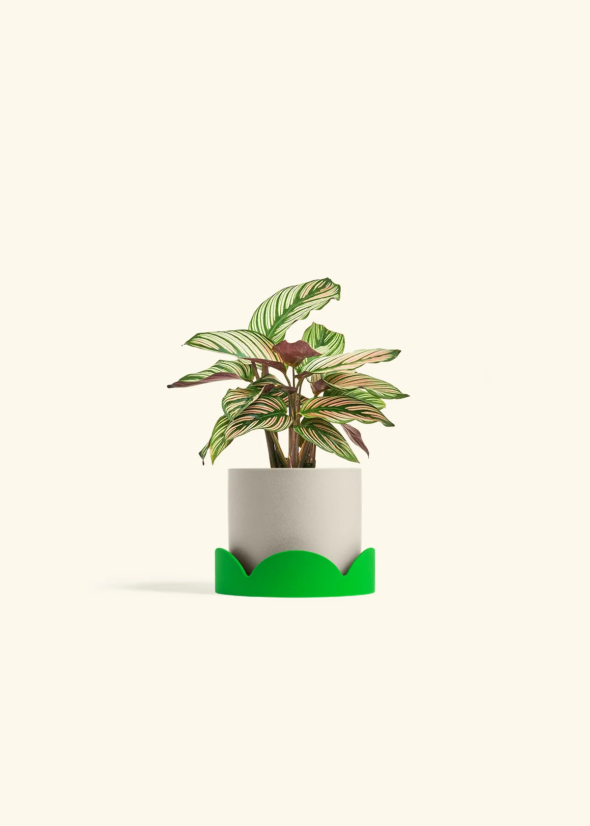 Calathea 'White Star' - Image 33