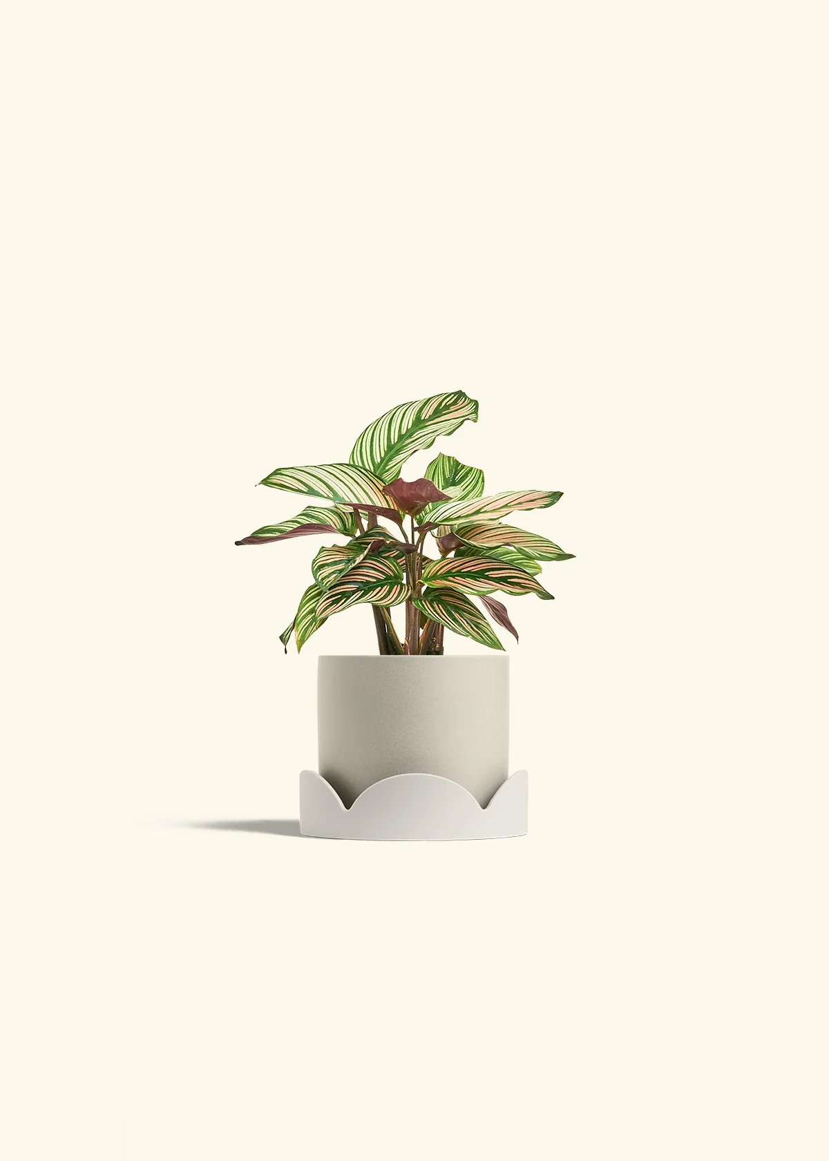 Calathea 'White Star' - Image 34