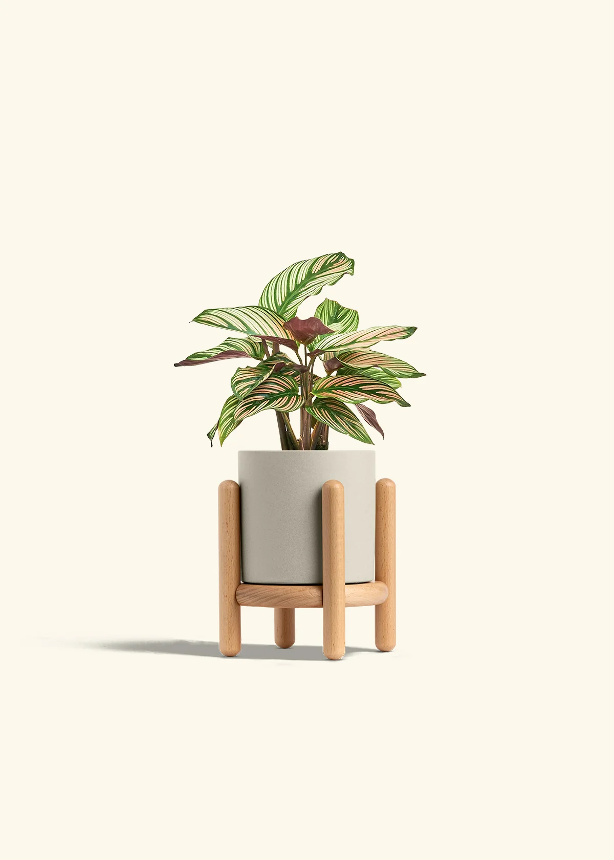 Calathea 'White Star' - Image 35