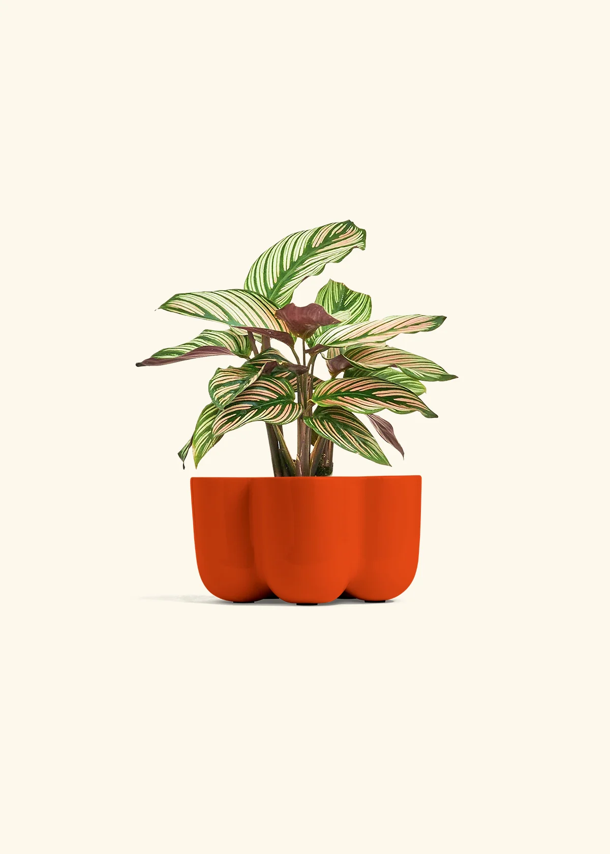 Calathea 'White Star' - Image 36