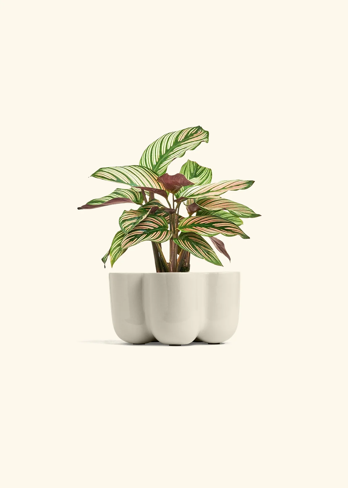 Calathea 'White Star' - Image 37