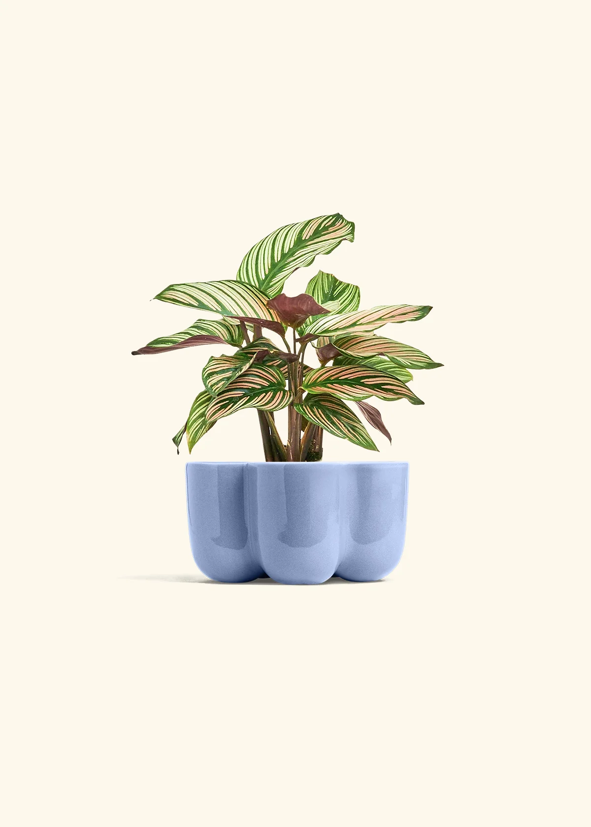 Calathea 'White Star' - Image 38