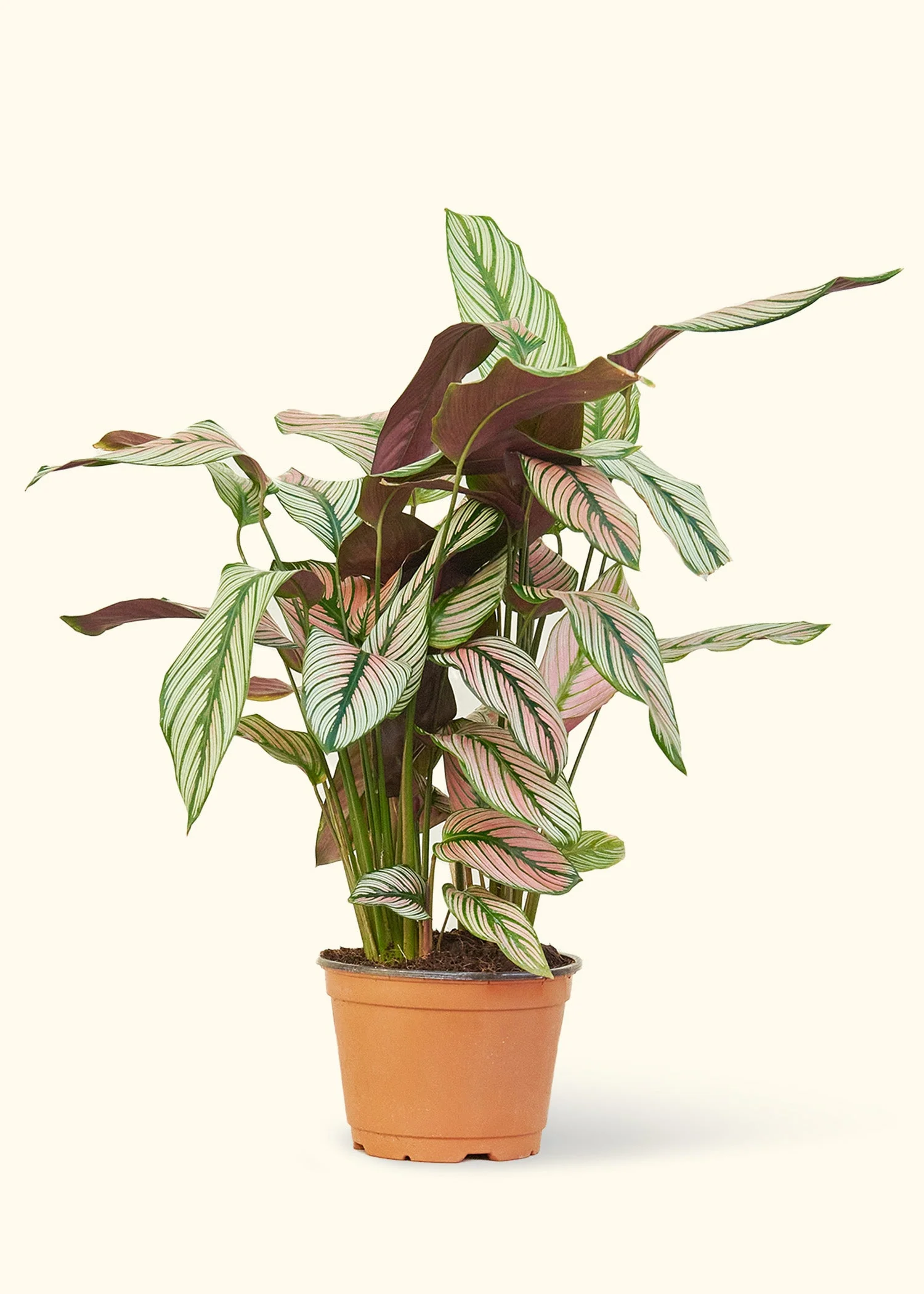 Calathea 'White Star' - Image 39