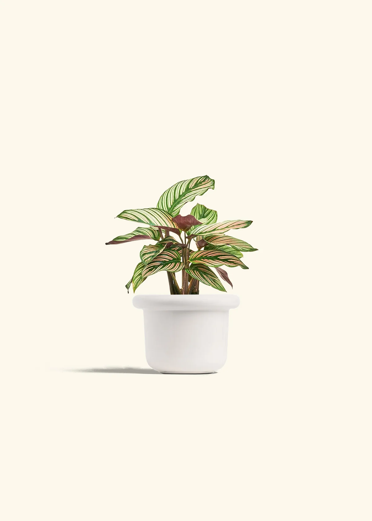 Calathea 'White Star' - Image 4