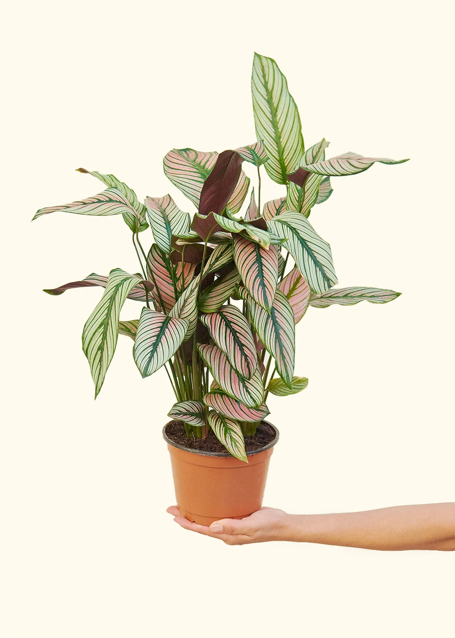 Calathea 'White Star' - Image 40