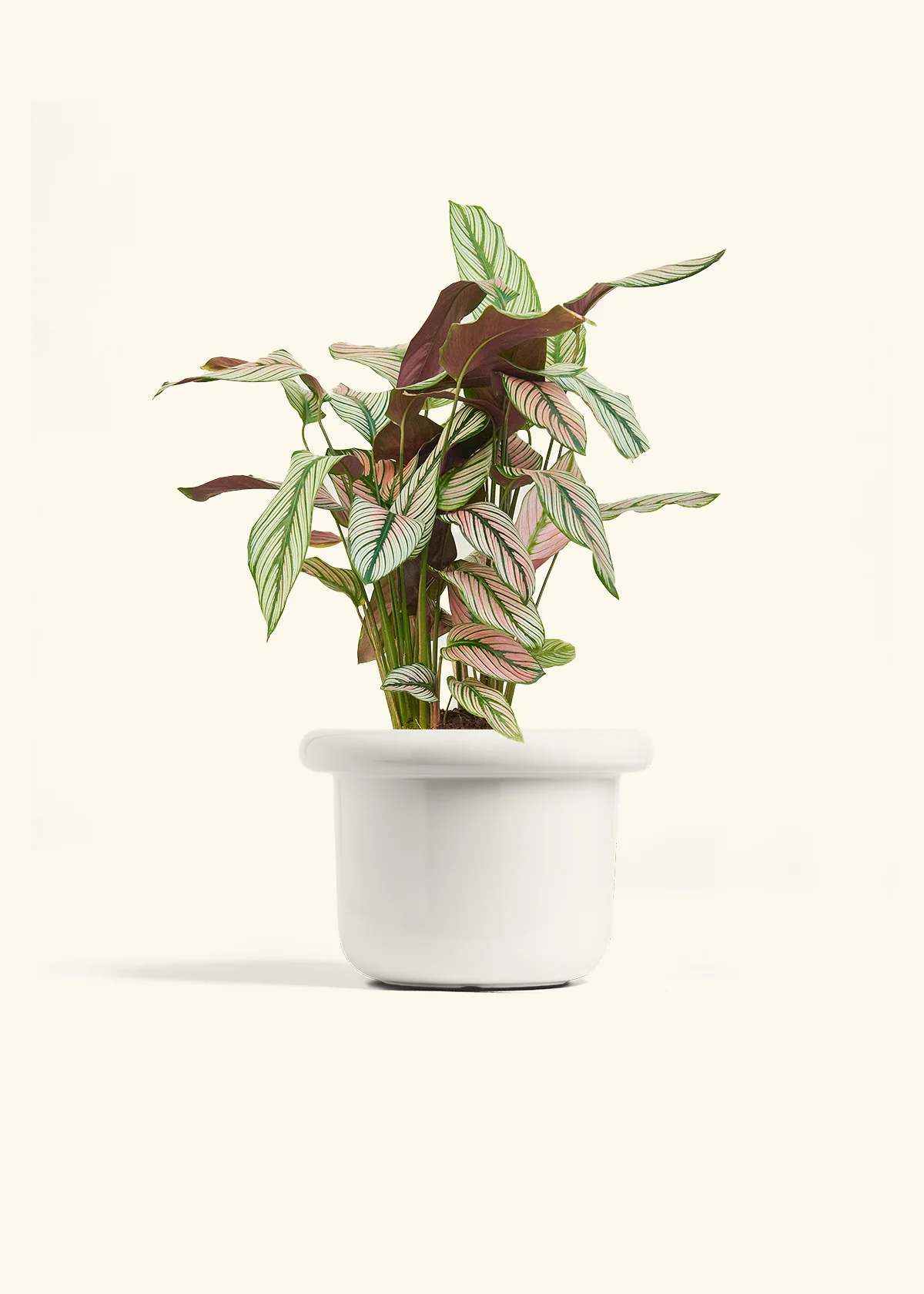 Calathea 'White Star' - Image 41