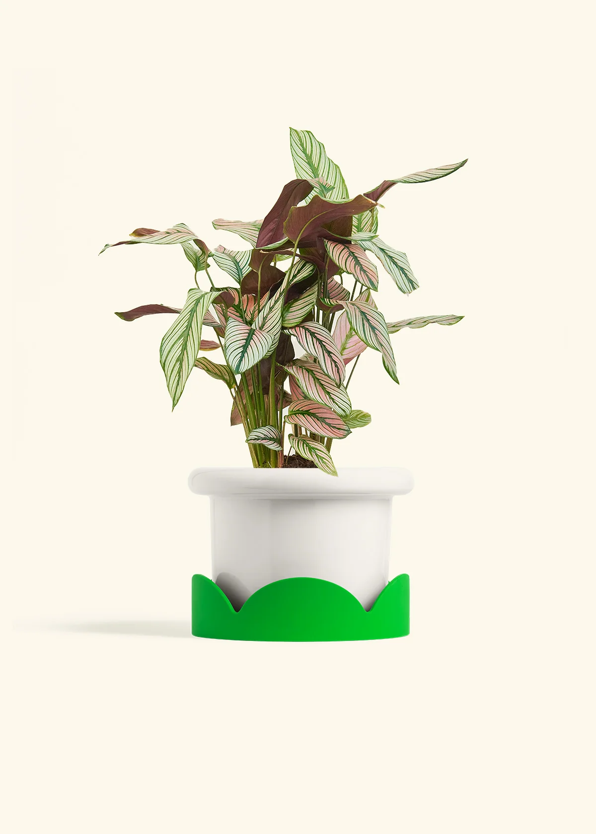Calathea 'White Star' - Image 42