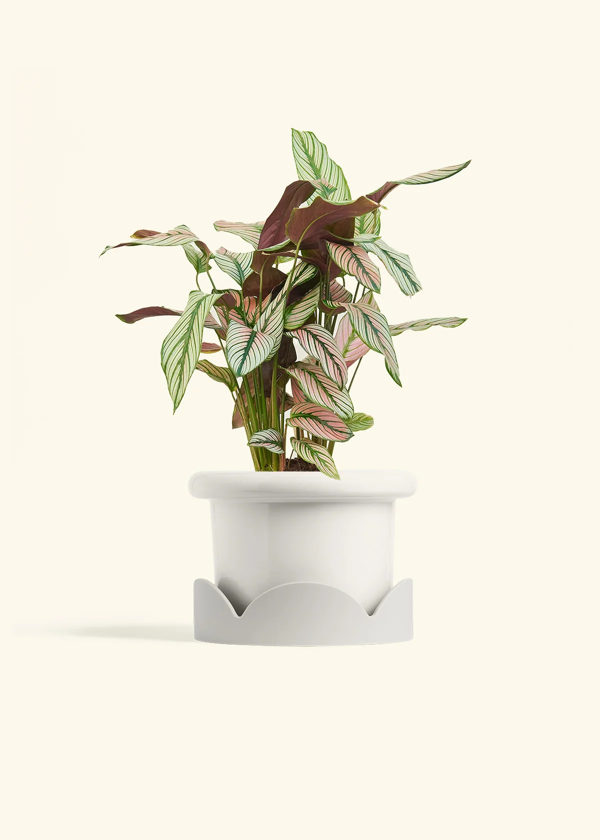 Calathea 'White Star' - Image 43