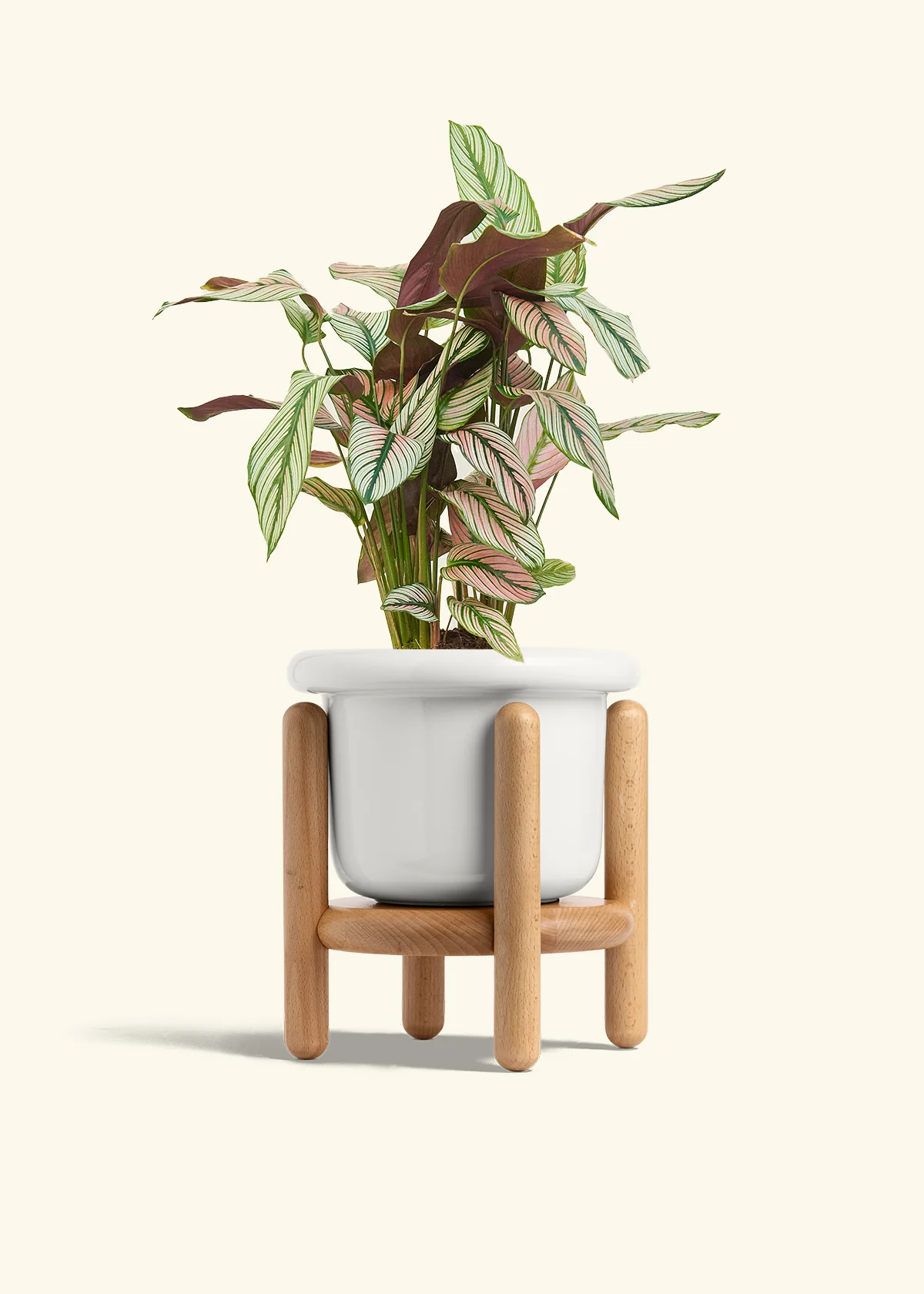 Calathea 'White Star' - Image 44