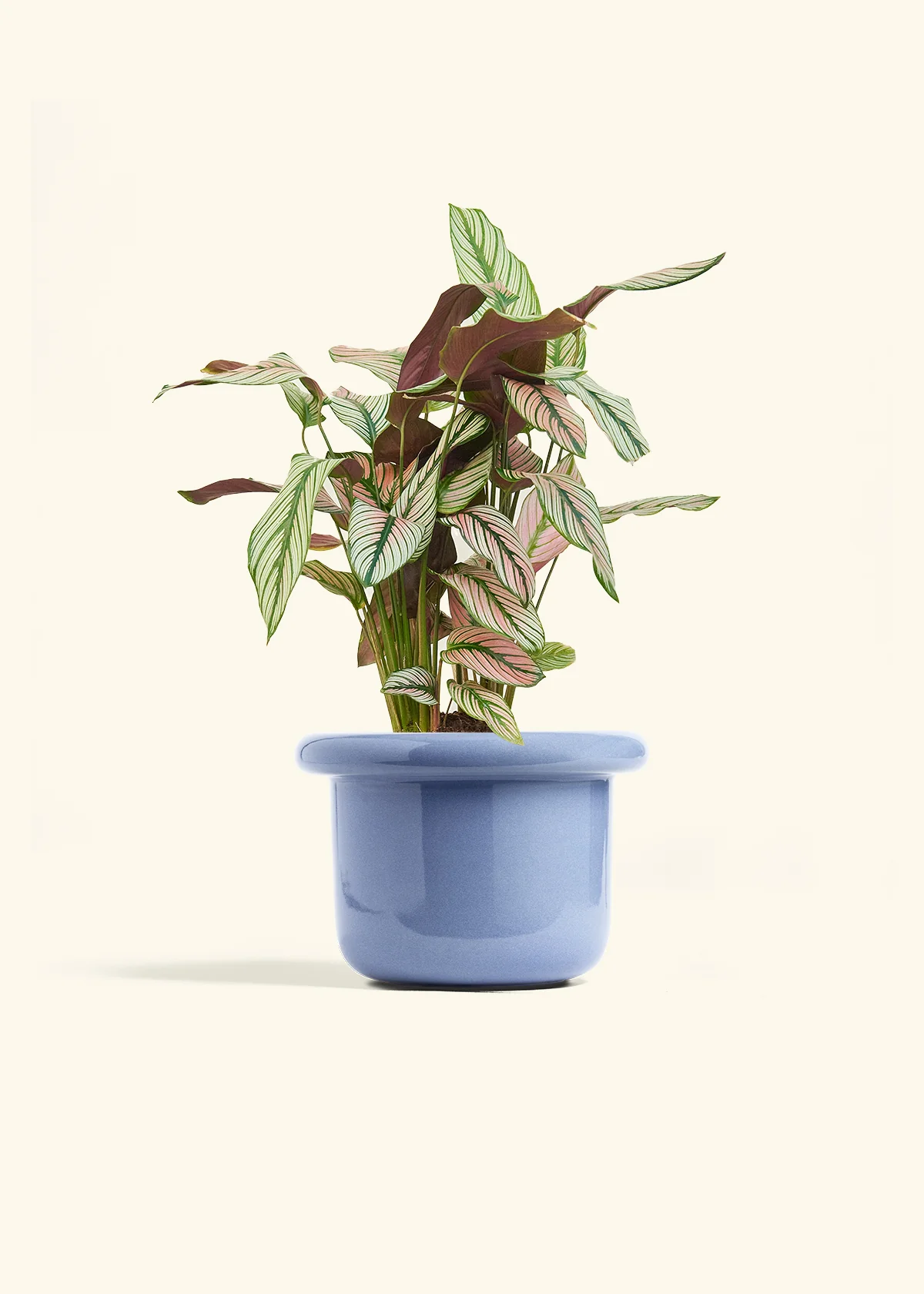 Calathea 'White Star' - Image 45